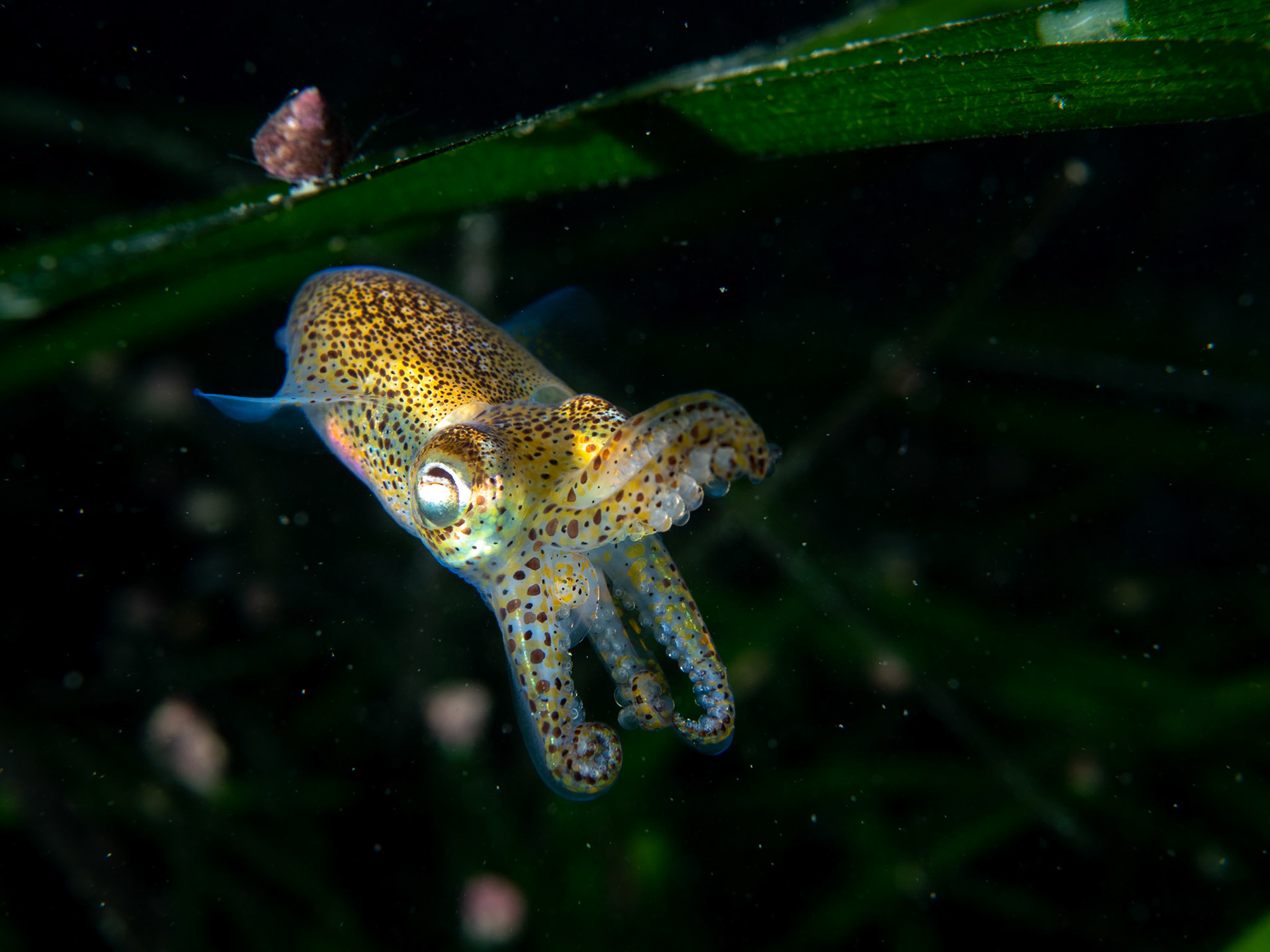 Bobtail Squid in Seagrass