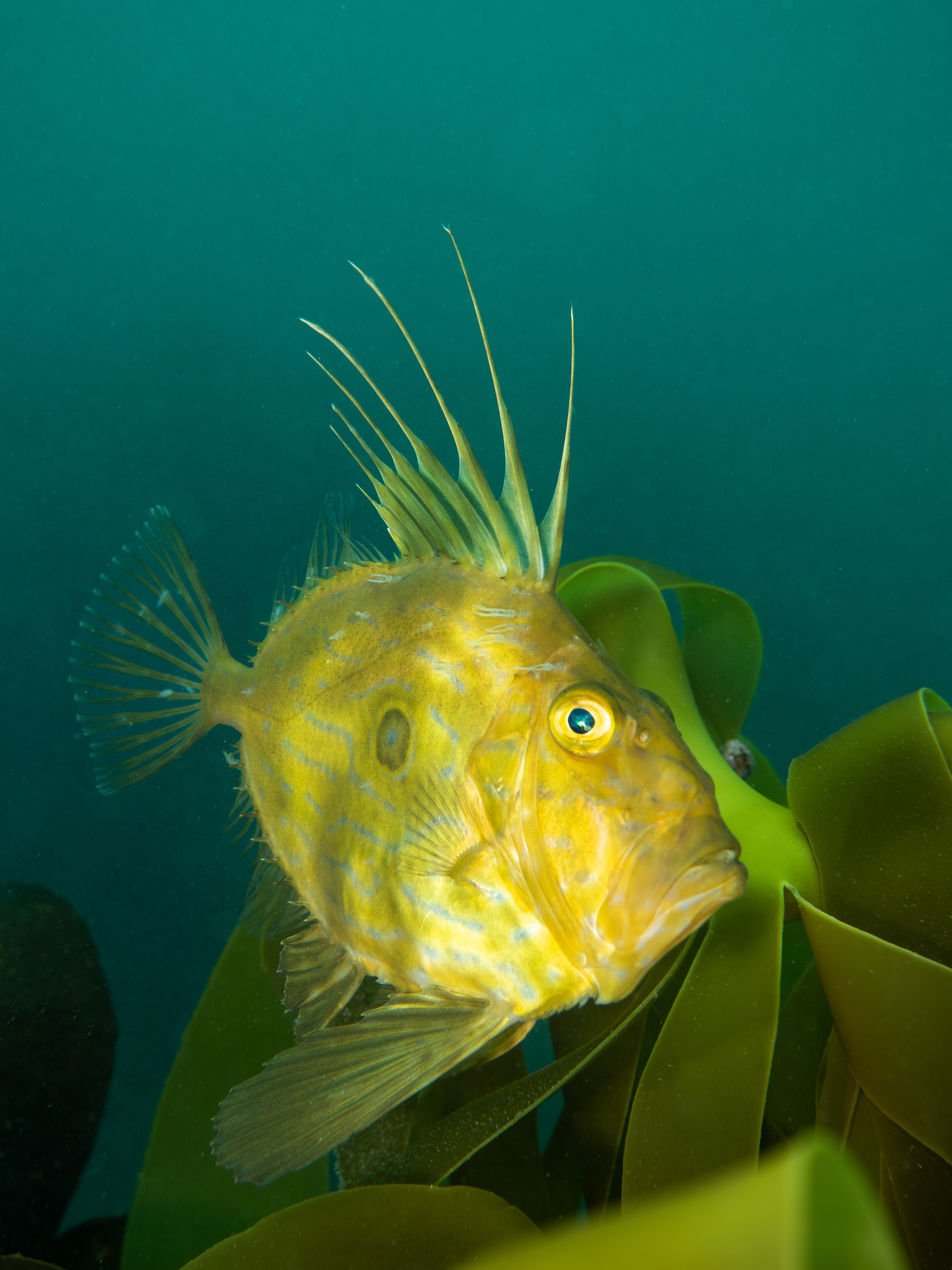 John Dory Portrait