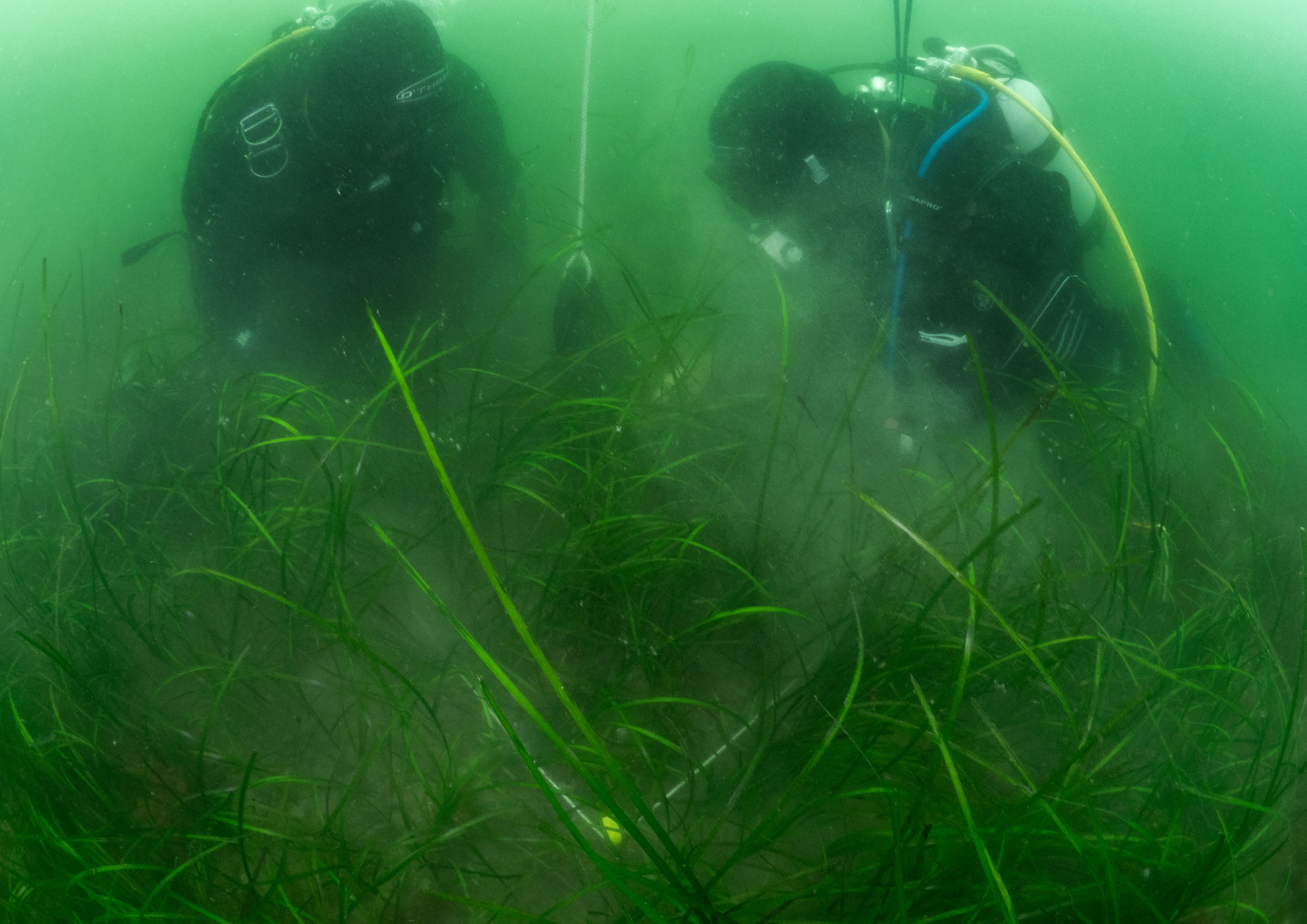 Seasearch Divers Survey Seagrass