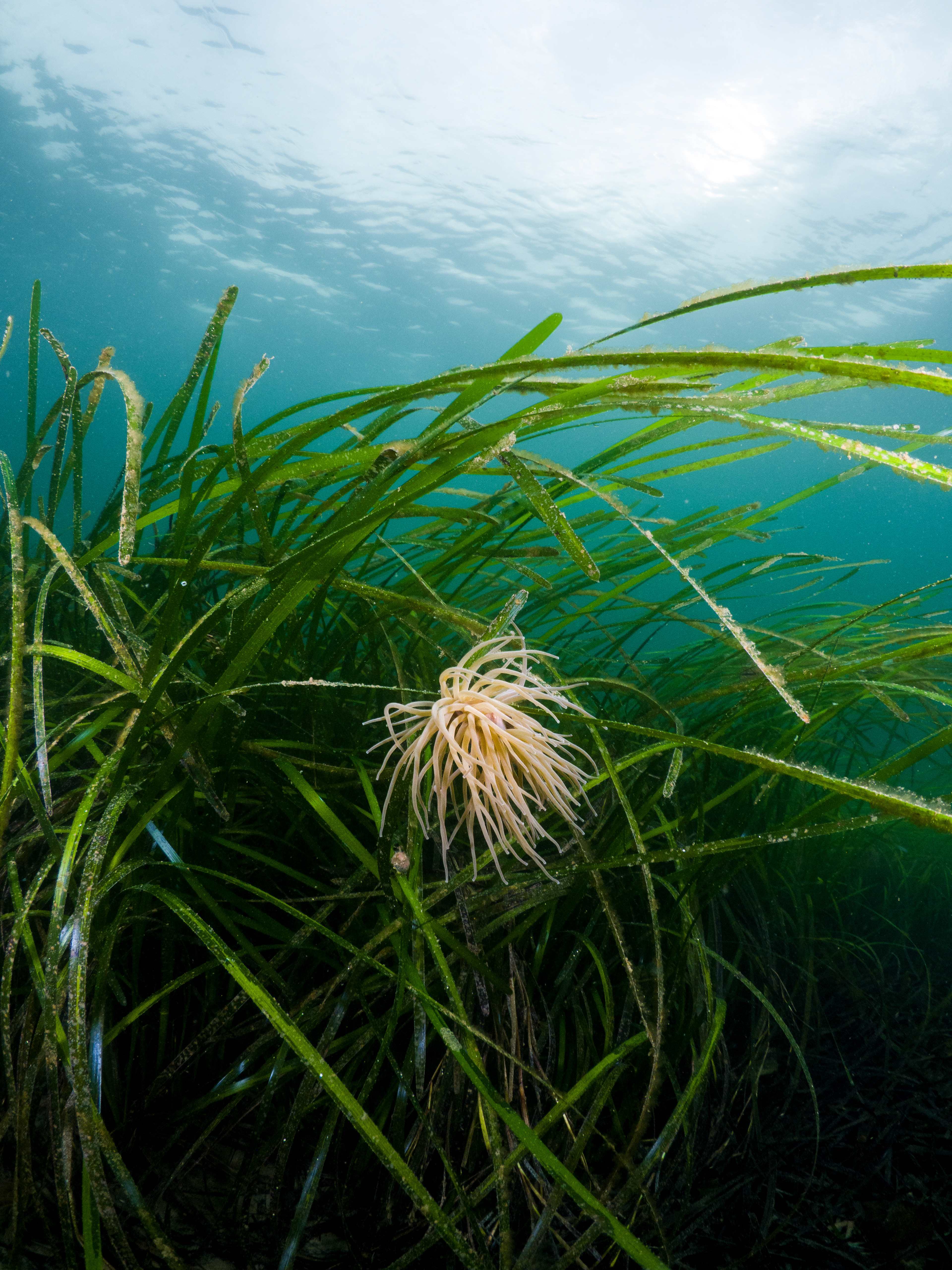 Snakelock anemone seagrass 