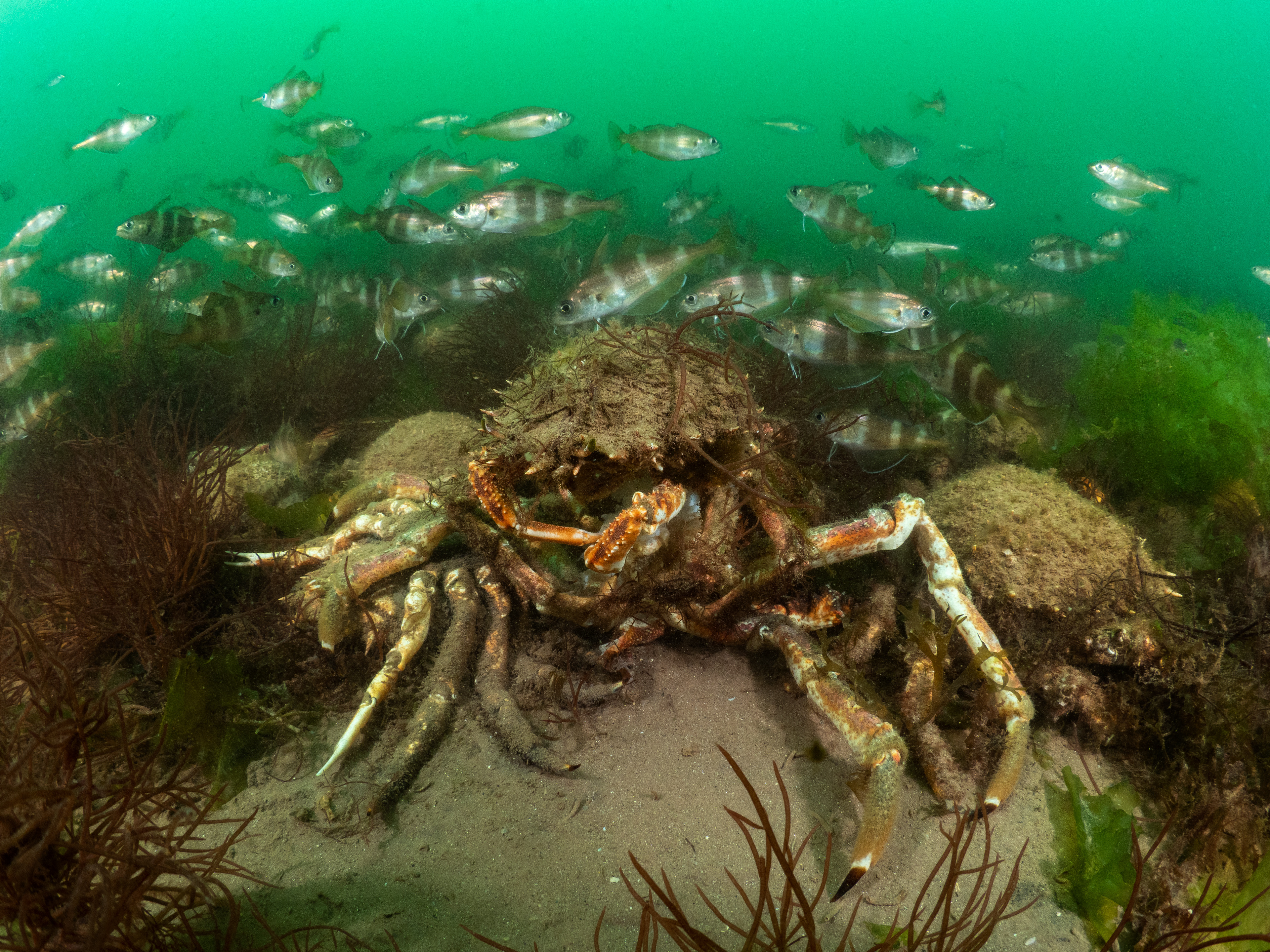 Spider Crab Aggregation - babbacombe 