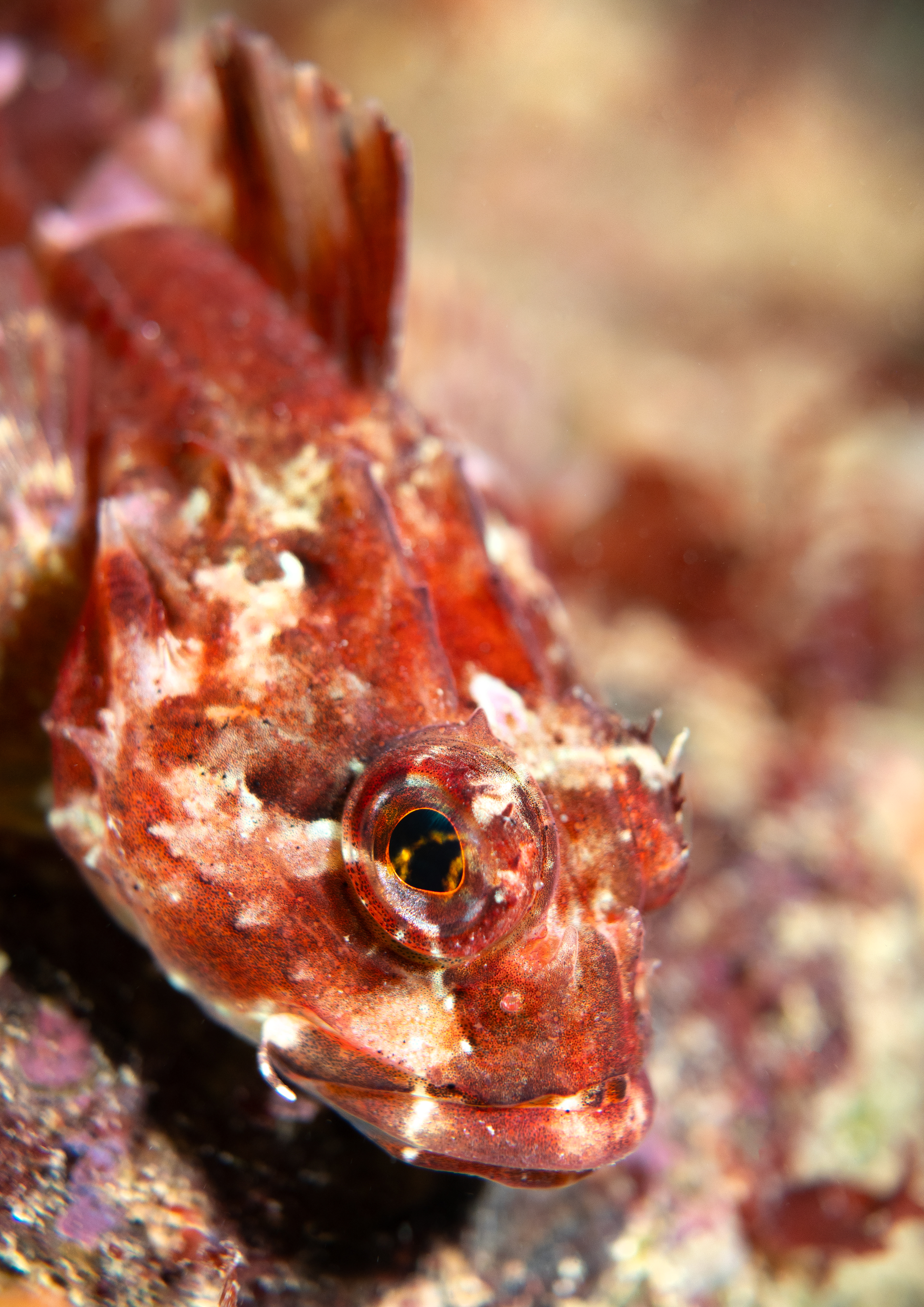 Scorpionfish 
