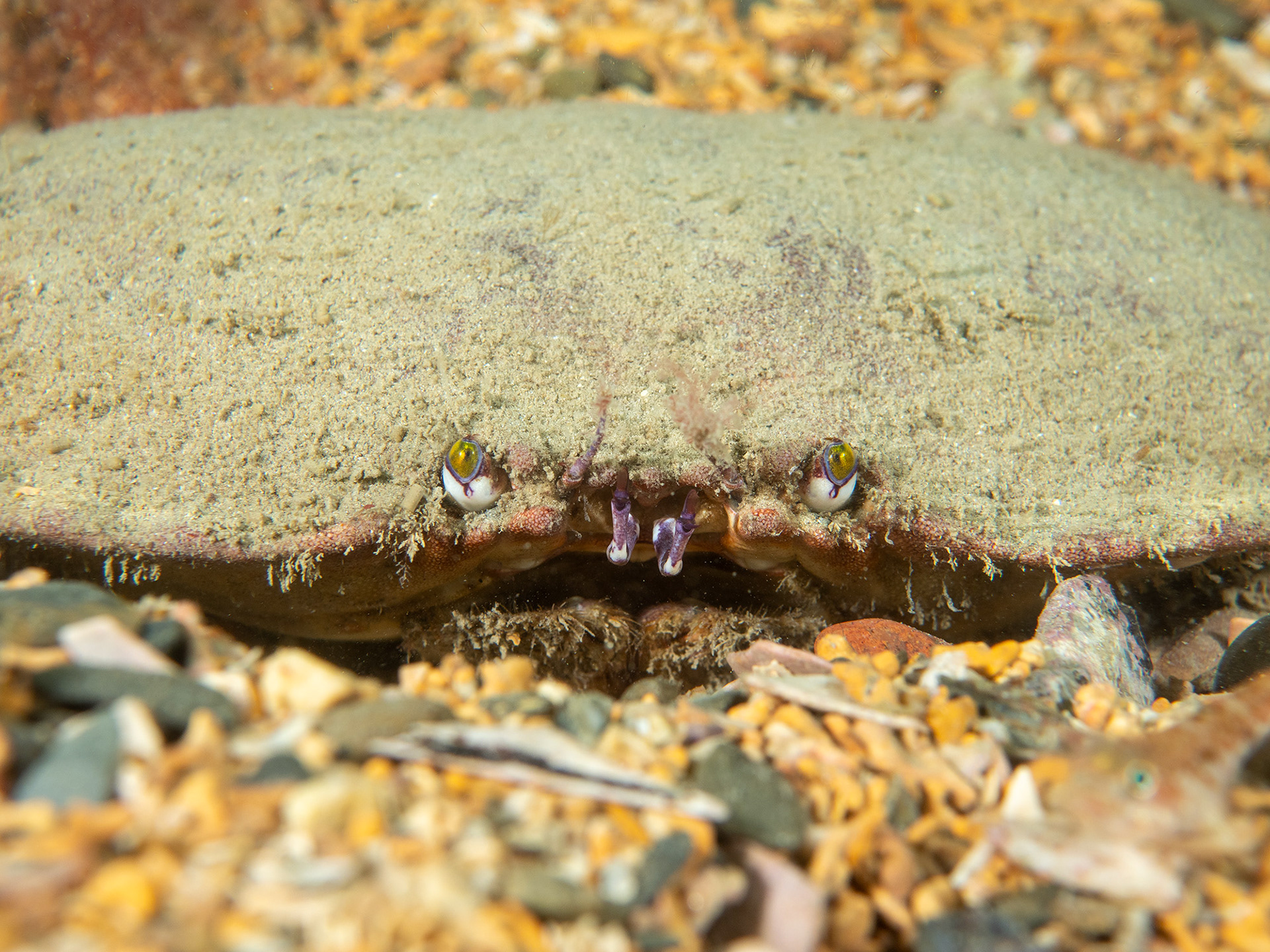 Edible Crab - Maerl in Helford