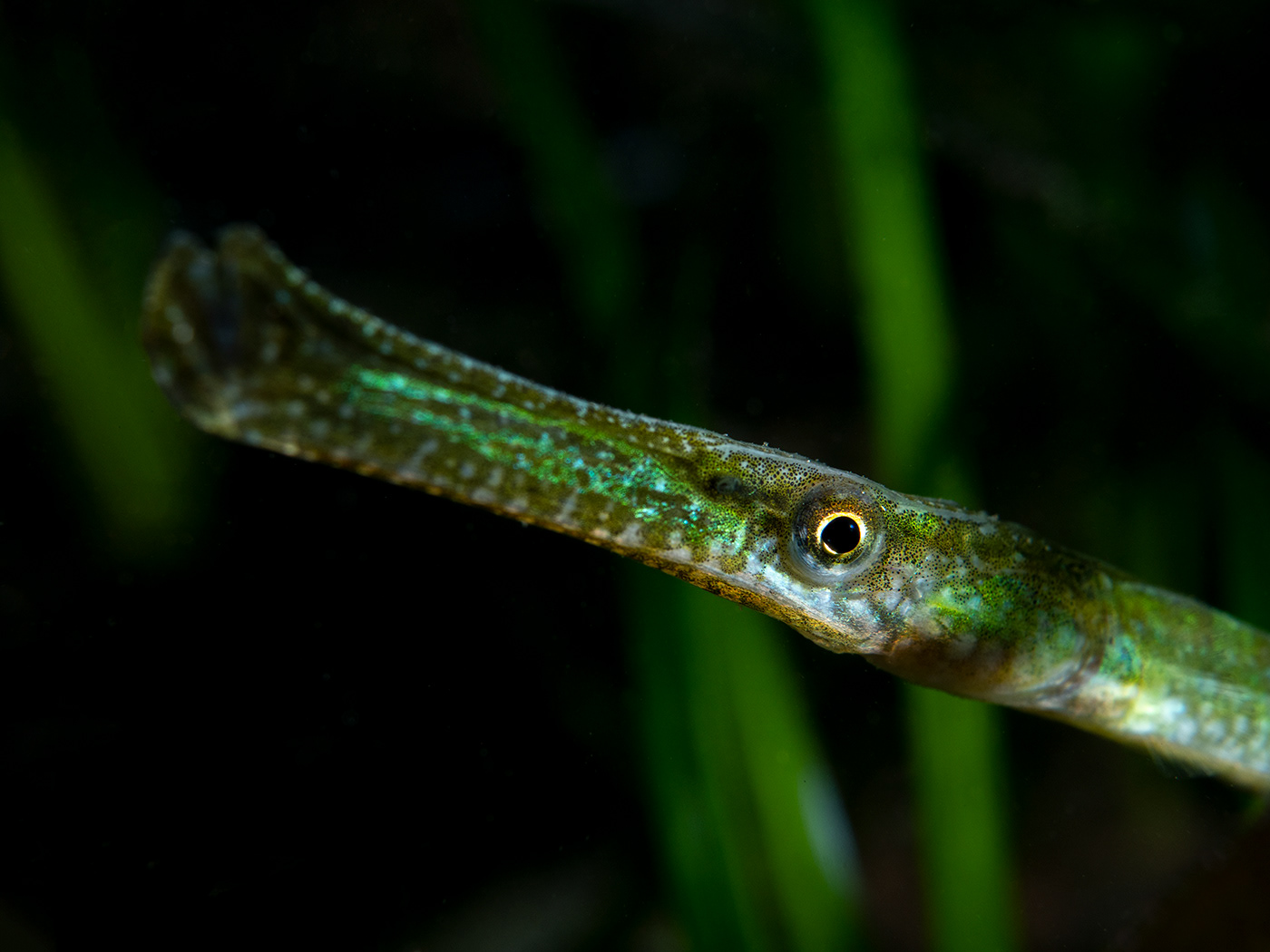 Broadnose Pipefish