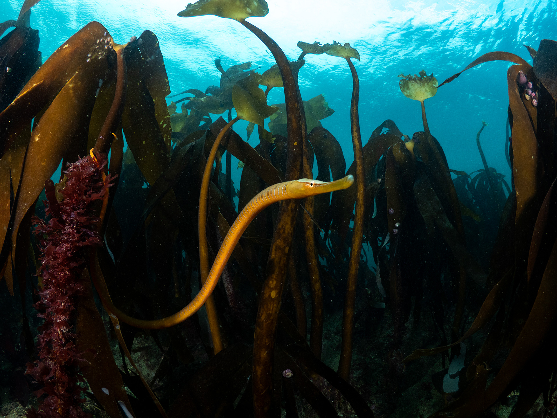 Snake Pipefish in Kelp