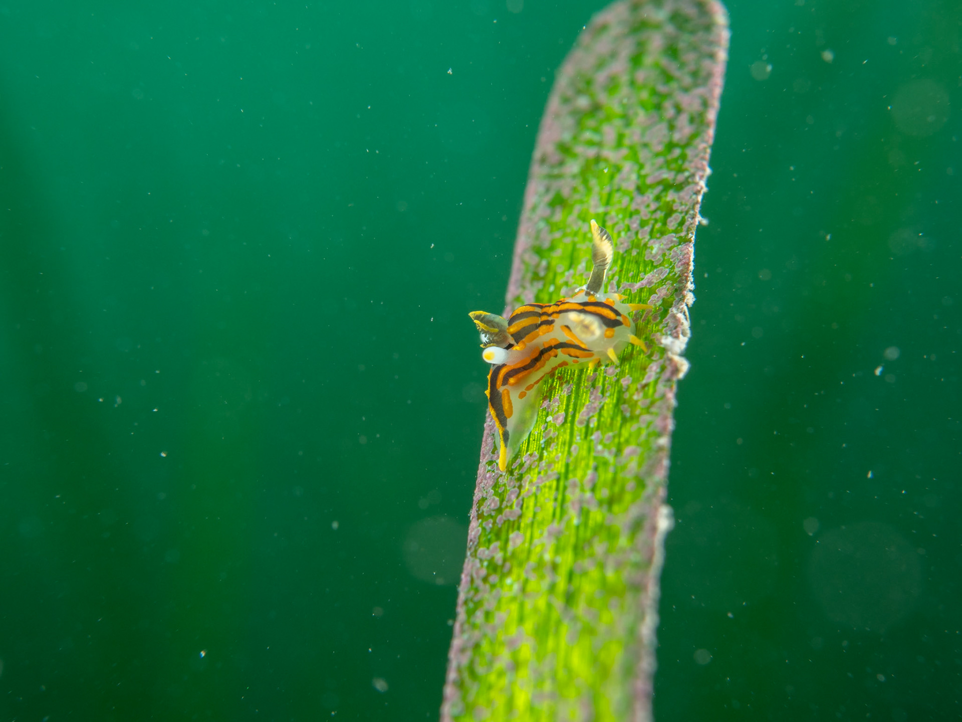 Polycera on Seagrass