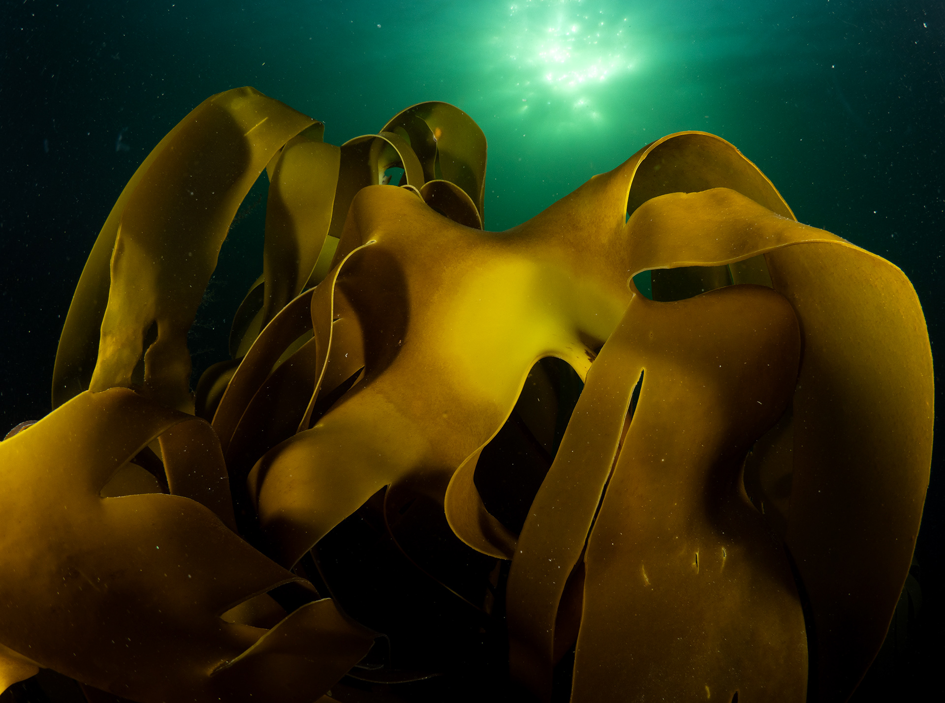 Golden Kelp