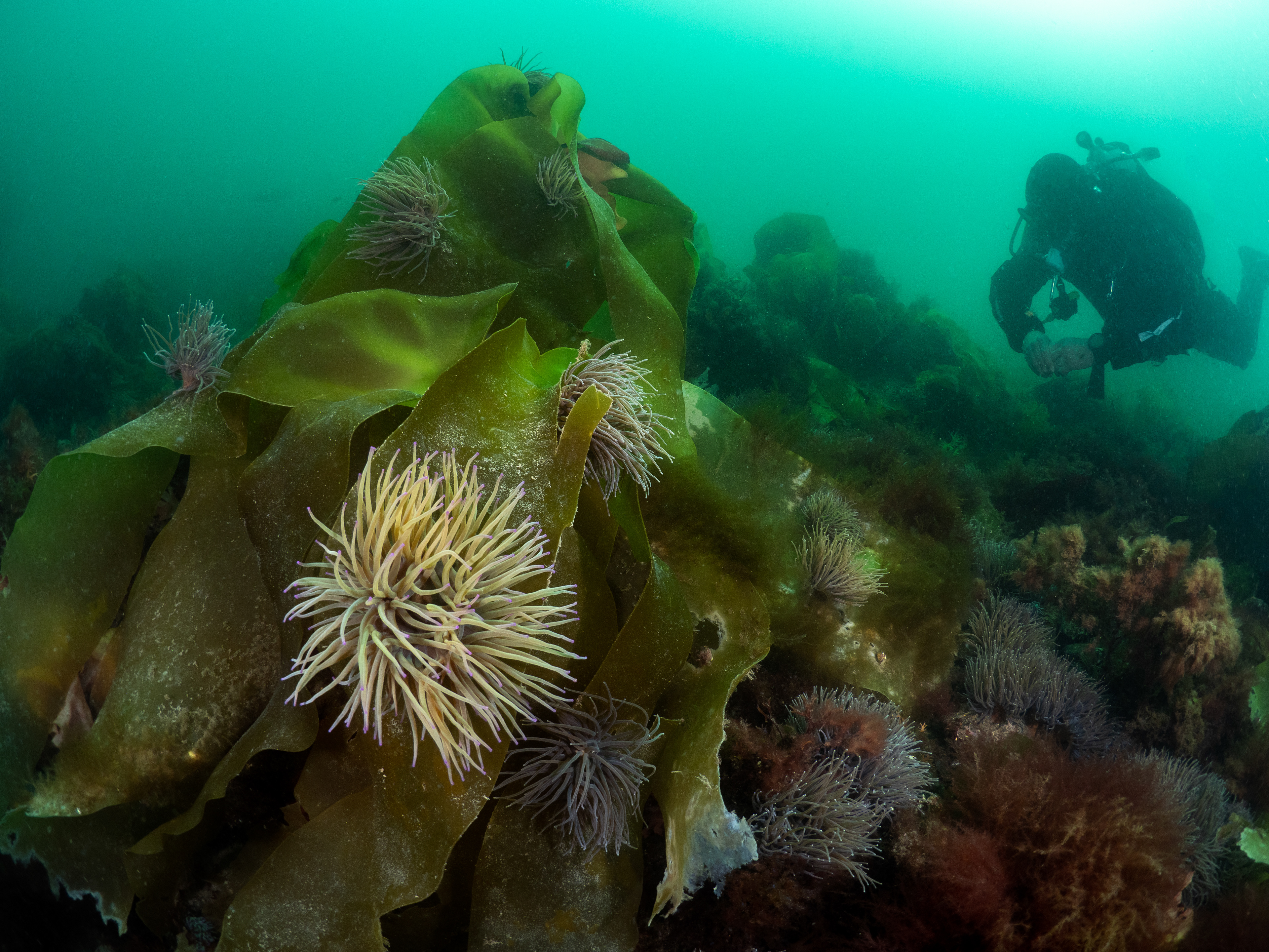 Anemones covering kelp and rocky reef
