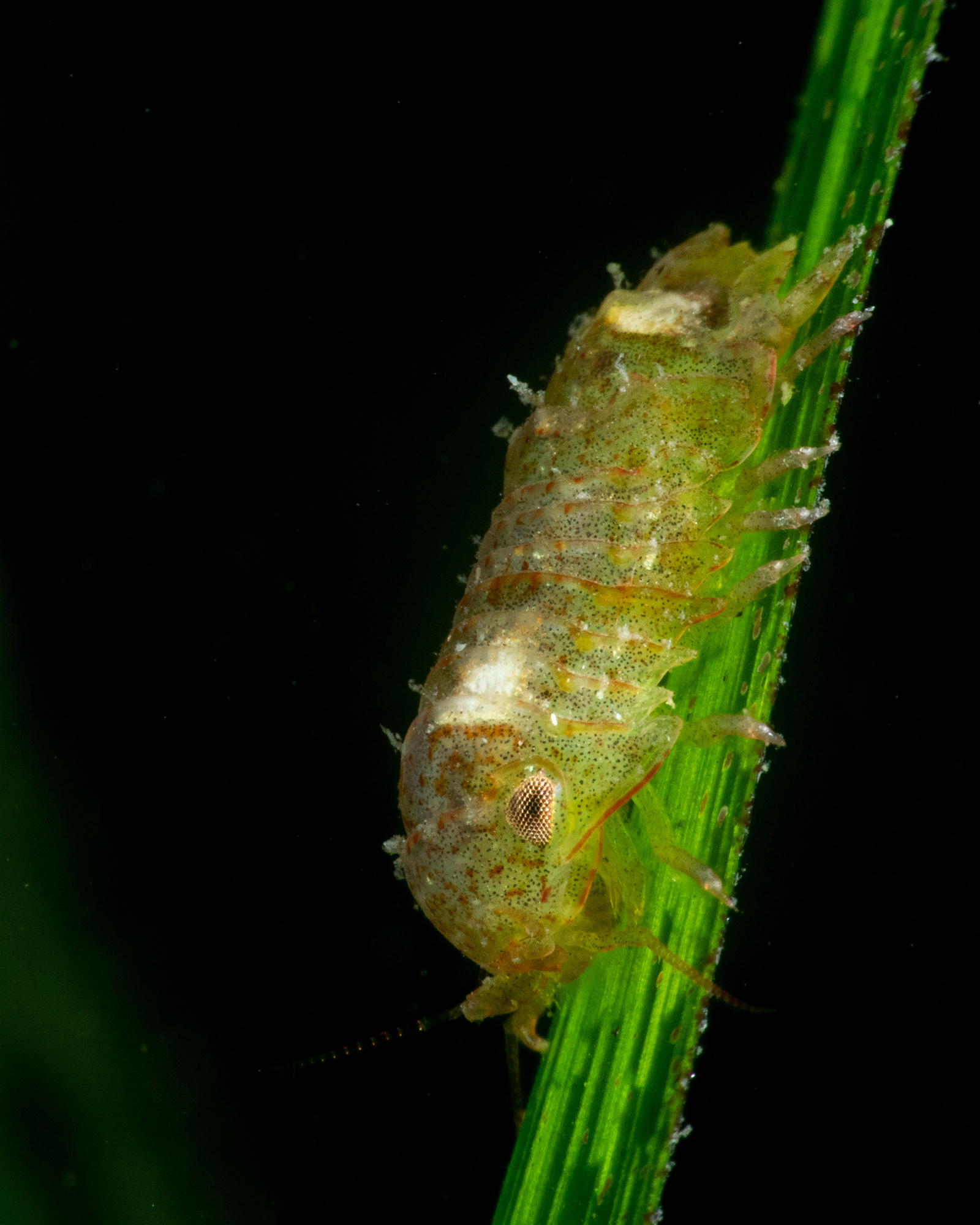 Marine Isopod on Seagrass
