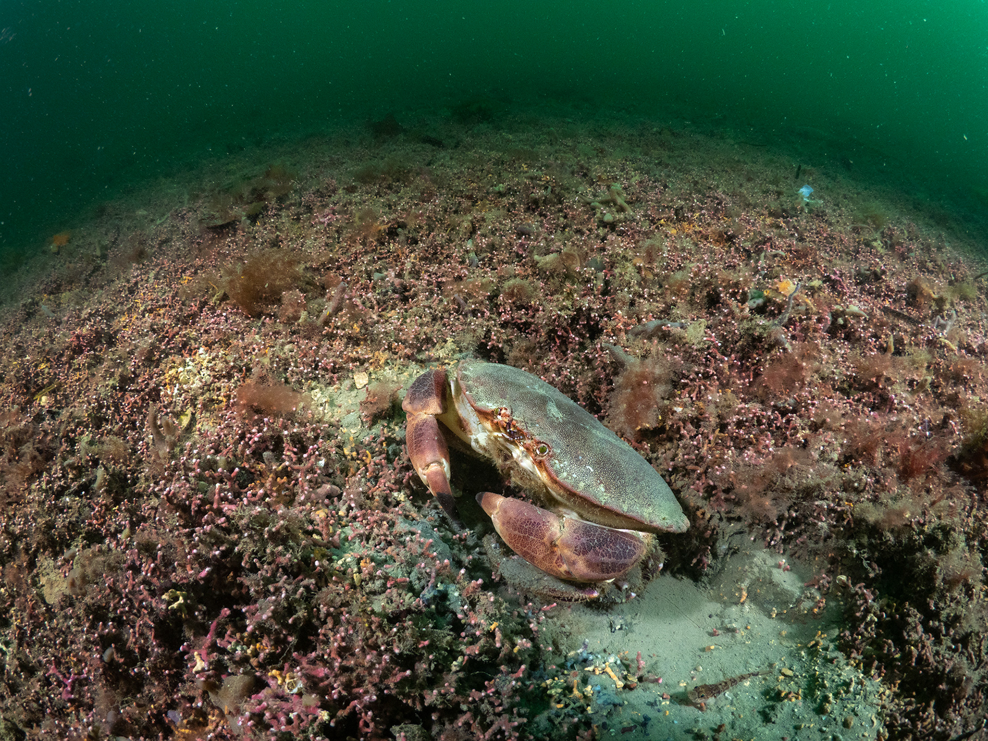 Edible Crab on Maerl - St Mawed
