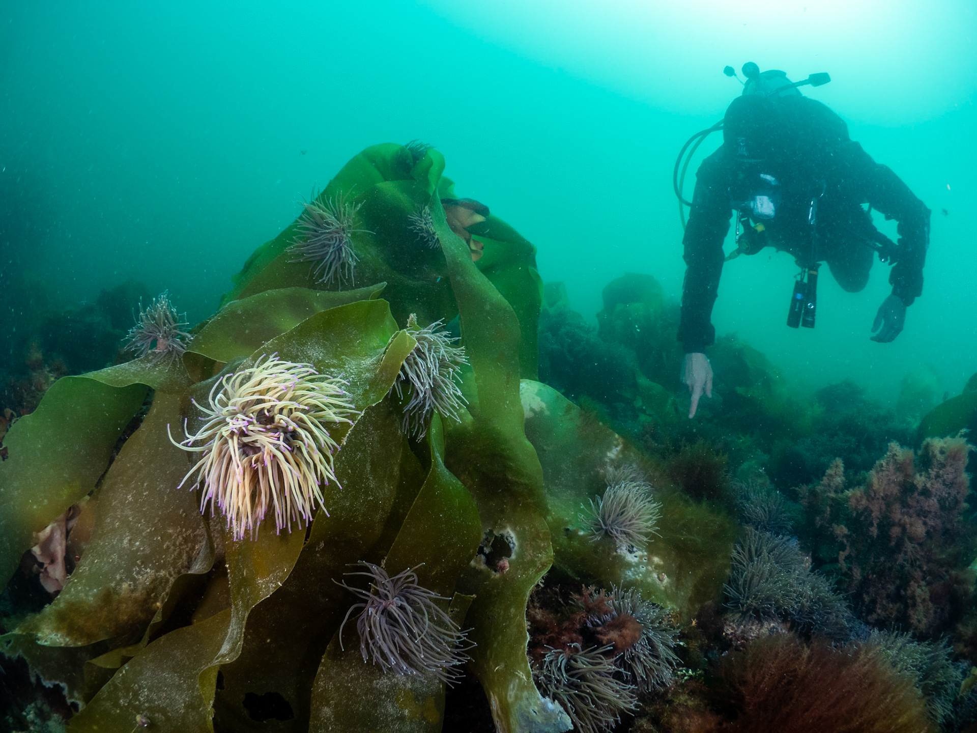 Diver and Anemones