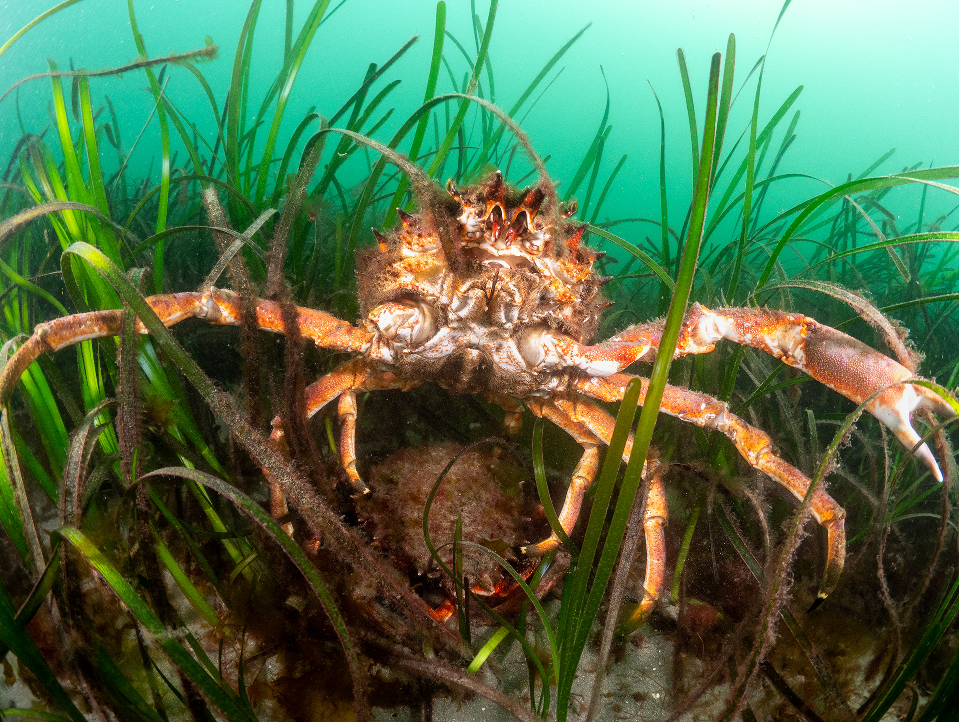 Spider Crabs in Seagrass