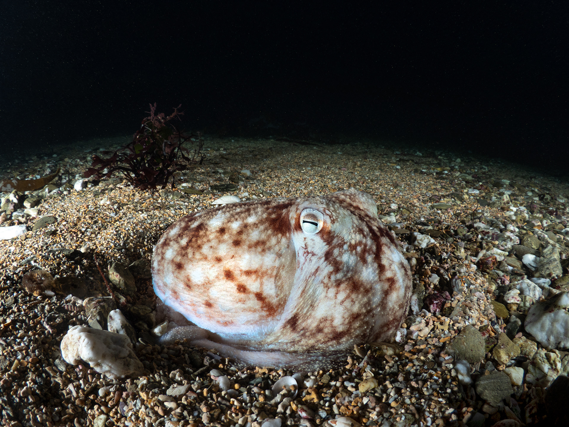Curled Octo at night