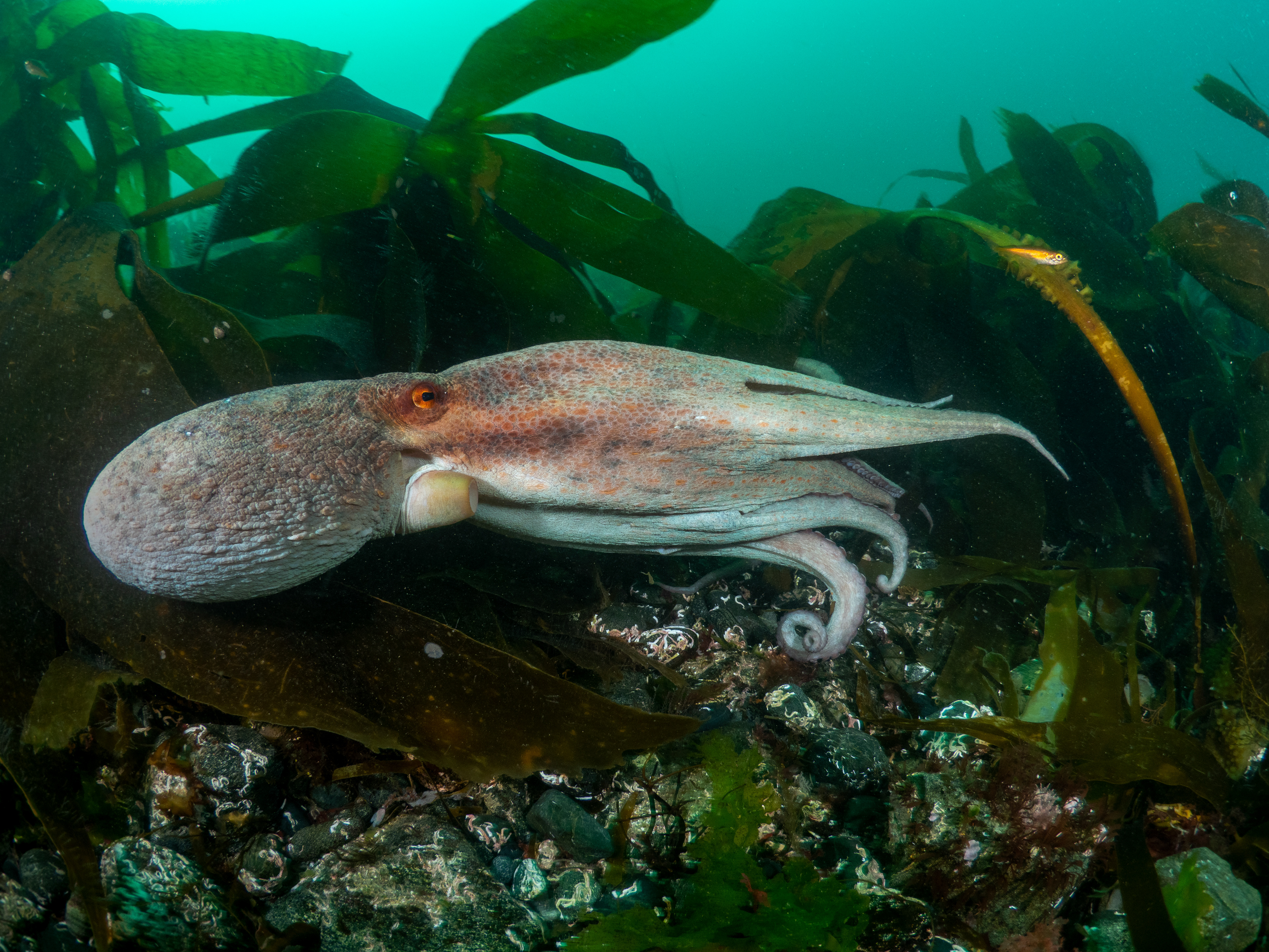 Common Octo Porthkerris 8