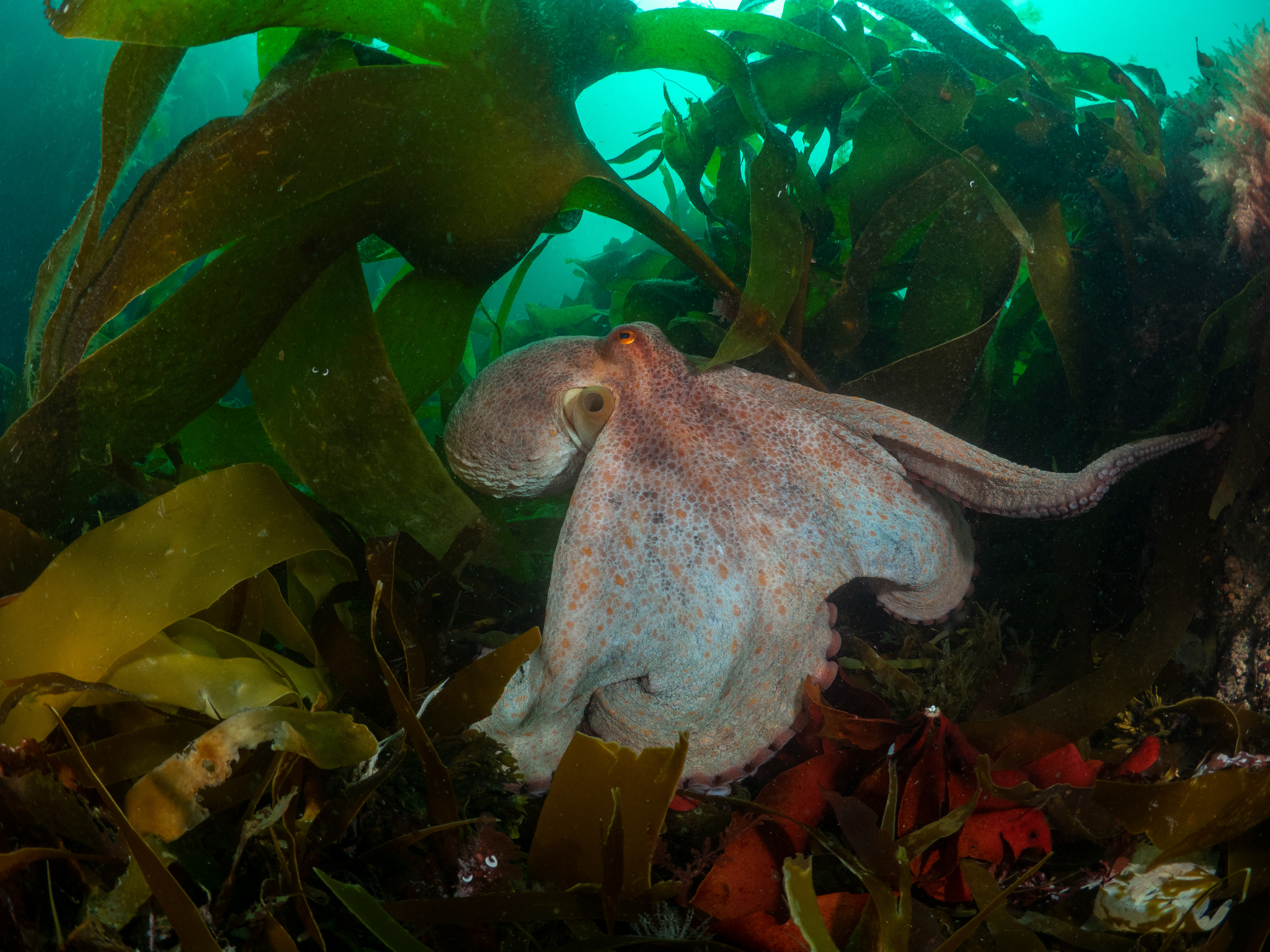 Common Octo Porthkerris 6