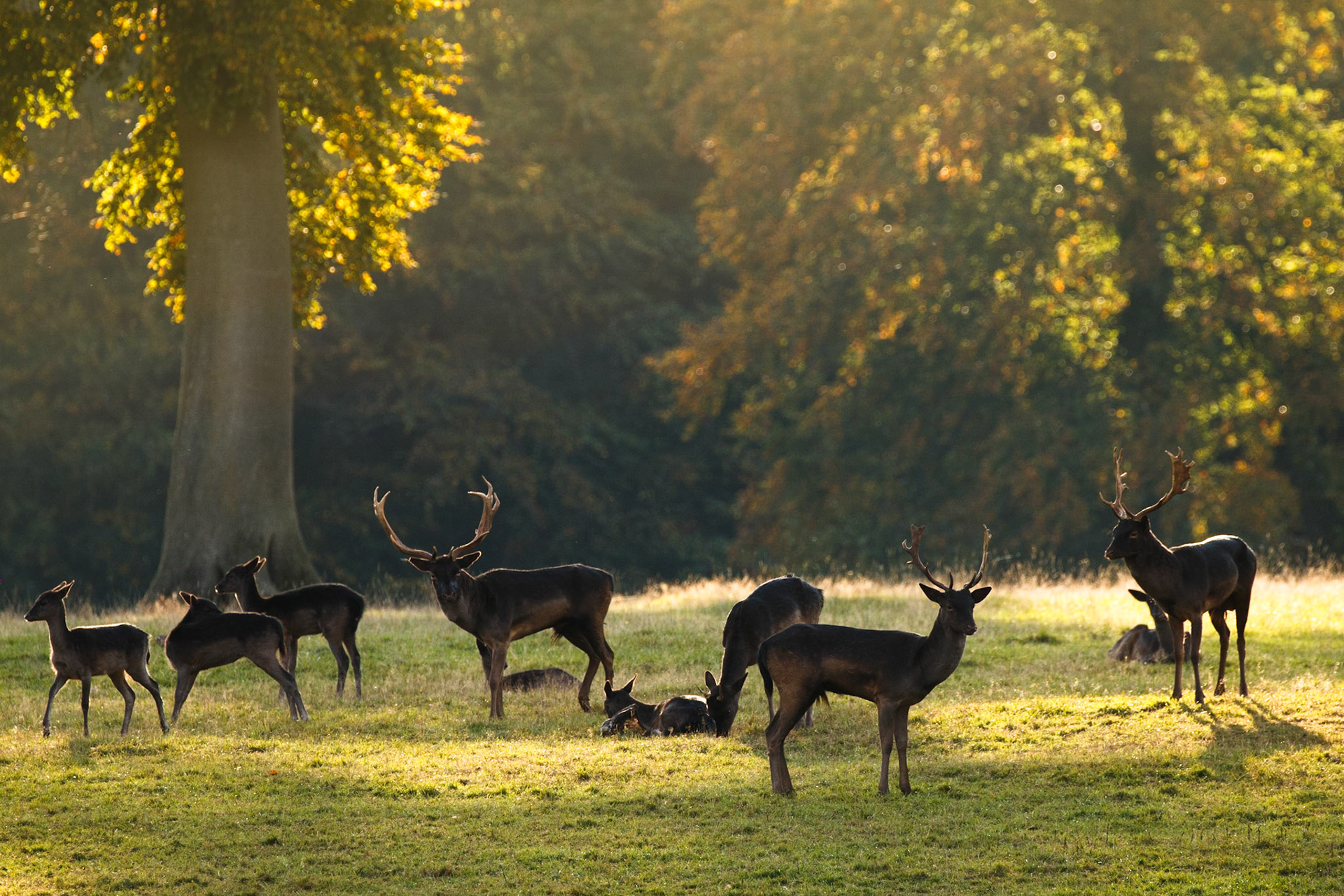 Fallow deer in their back garden warming in the last of the days Autumn sunbeams