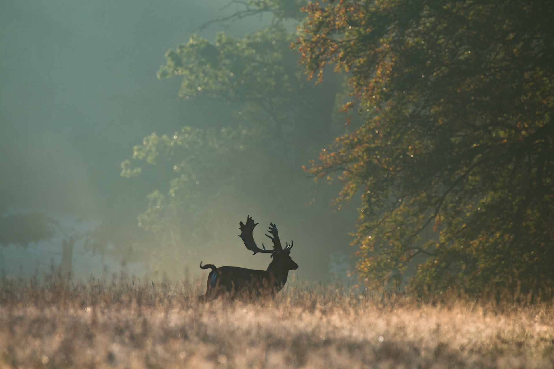 The silent chilled mornings are not designed for me.... It's for them.