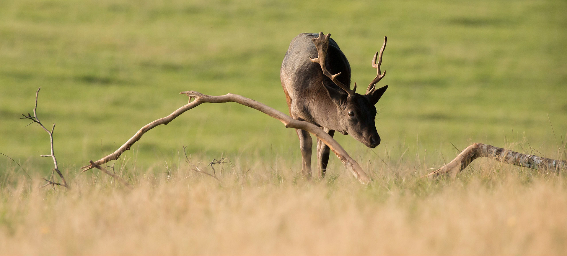A Young Buck treading the domain he will inherit from spoils in the October Rut