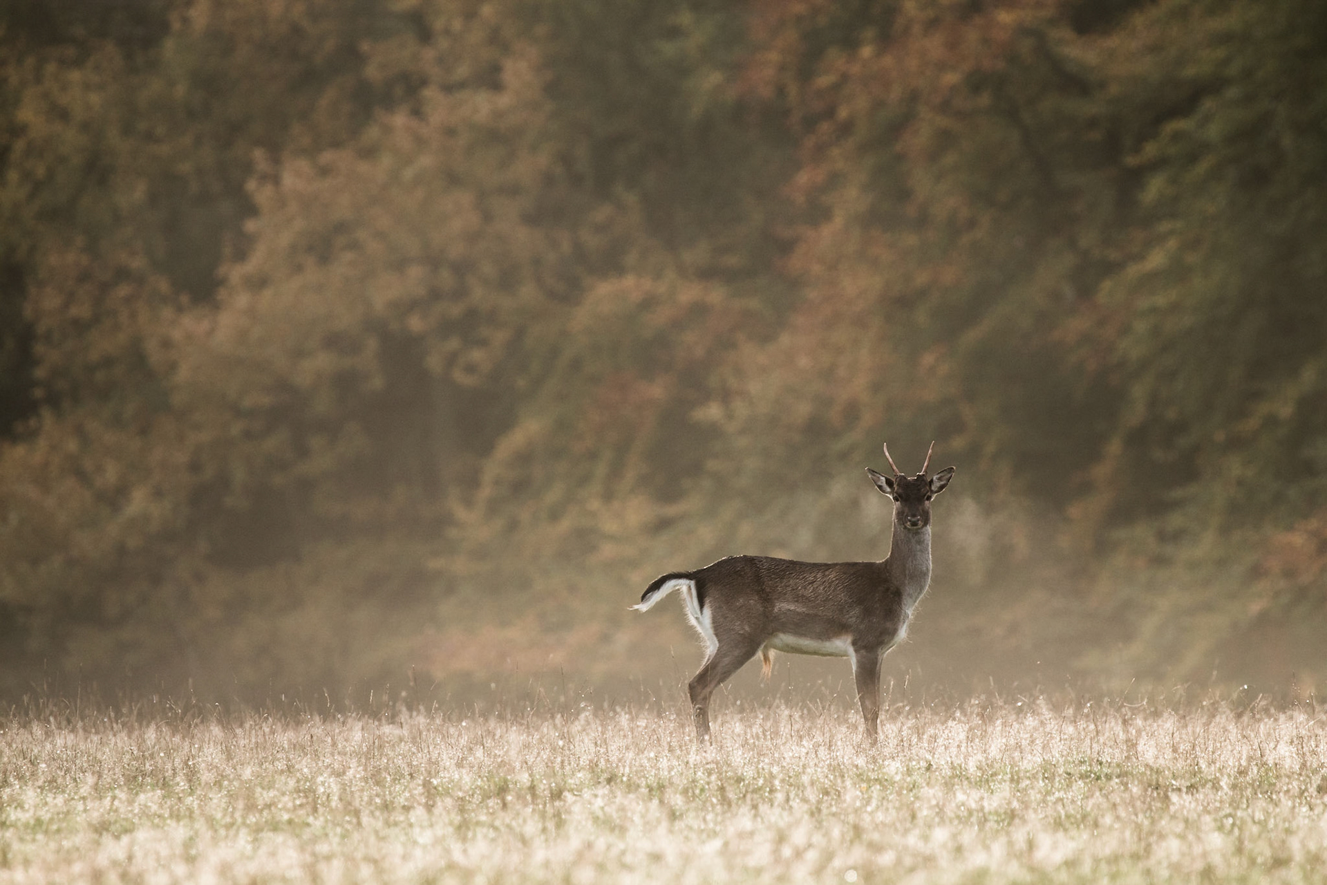 This young Fallow Pricket gave me attention as I crossed open parkland to a hide location. The sun had not long been up to burn off the dew on this cold October morning. The low morning light electrifies the grassland like thousands of glinting diamonds