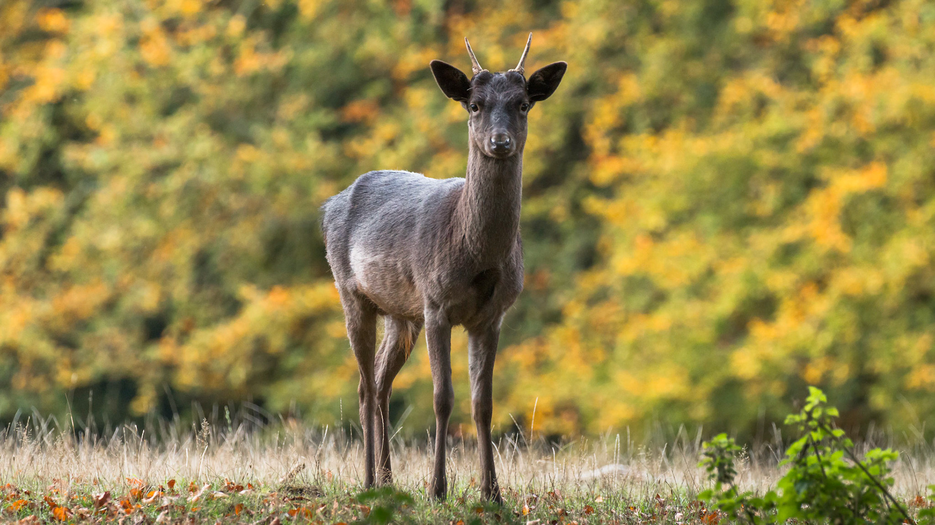This young Fallow Pricket wandered into a nicely lit open area right in front on my quiet seated position. He caught my scent eventually.