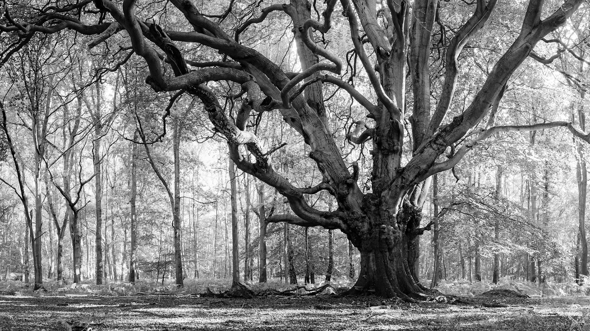 My Son and I discovered this mighty ancient Pollarded Beech tree deep in the Chilterns Woodlands. After a cheese sandwich lunch the little fella fell asleep over my shoulder as we shuffled through the fallen leaves rounding the trunk. It's a peaceful and special location.