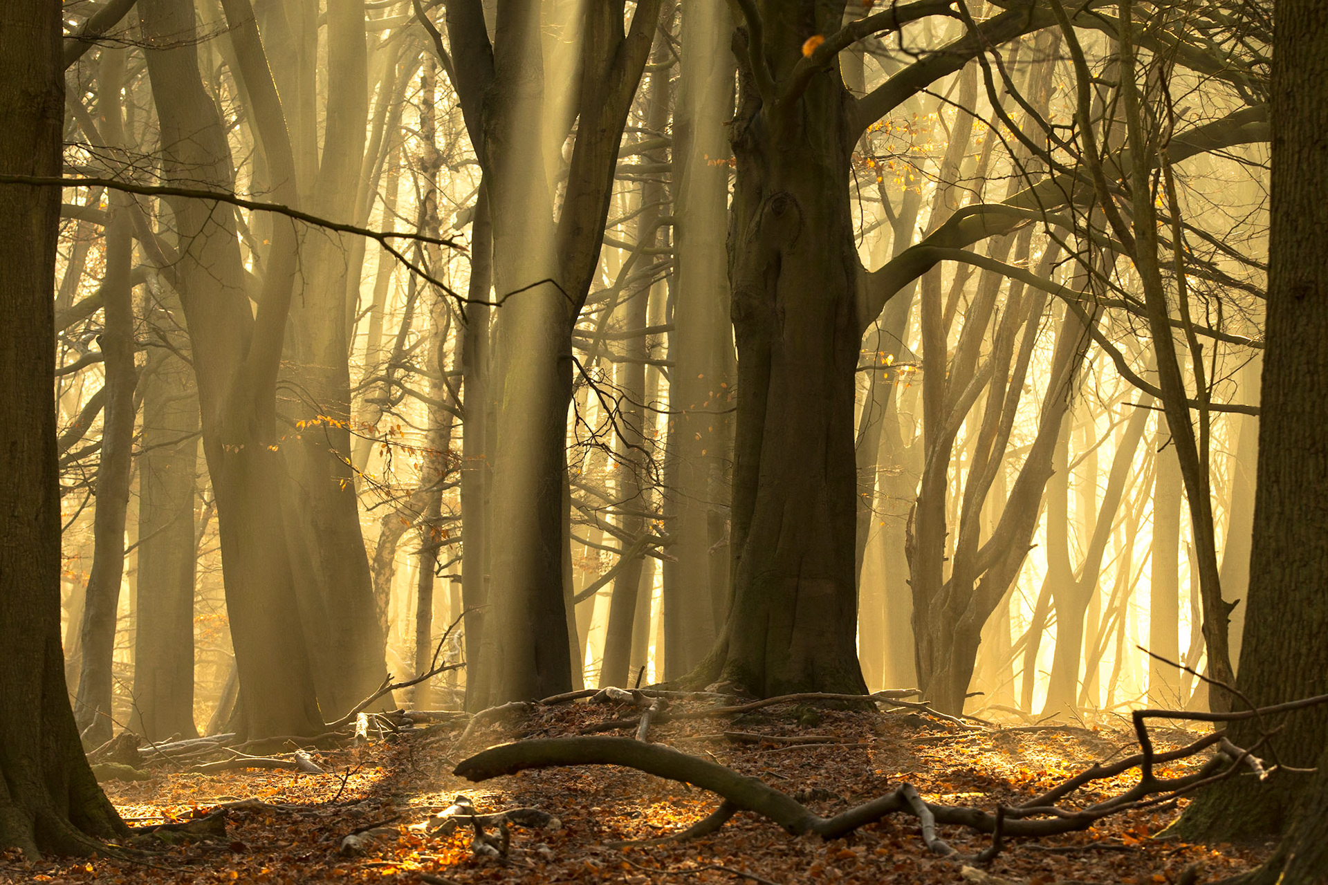 A cold winters morning in the deep Chiltern woodlands. The Frost was burning off as the sun beams penetrated the woodland floor weaving a magical foggy haze.