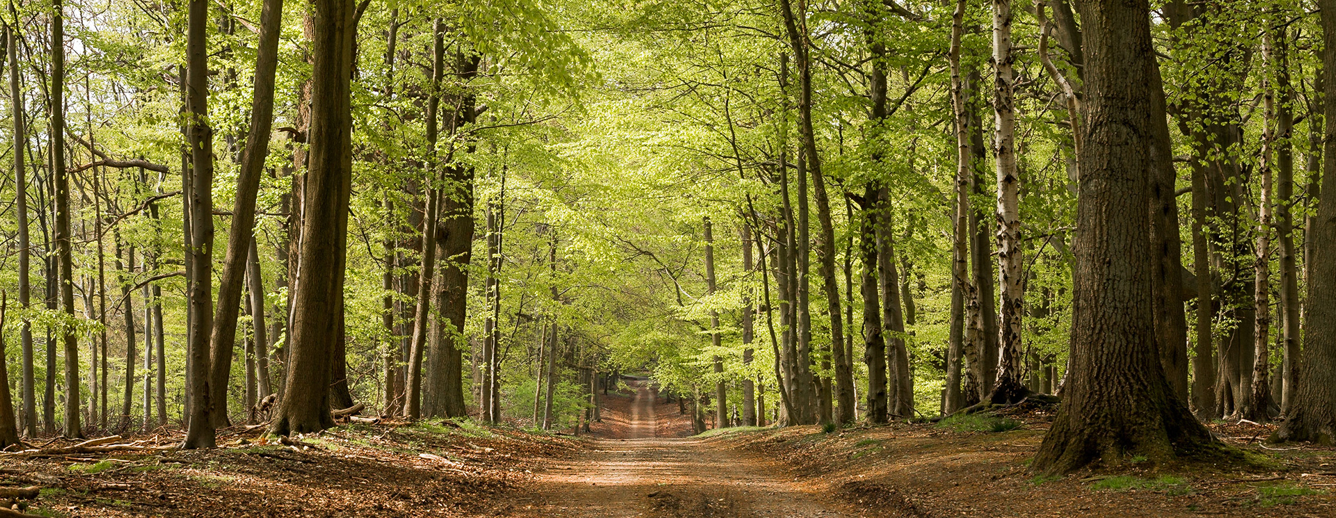 The Chilterns woodlands at their most explosive. Beech trees are king here in summer and they support everything.