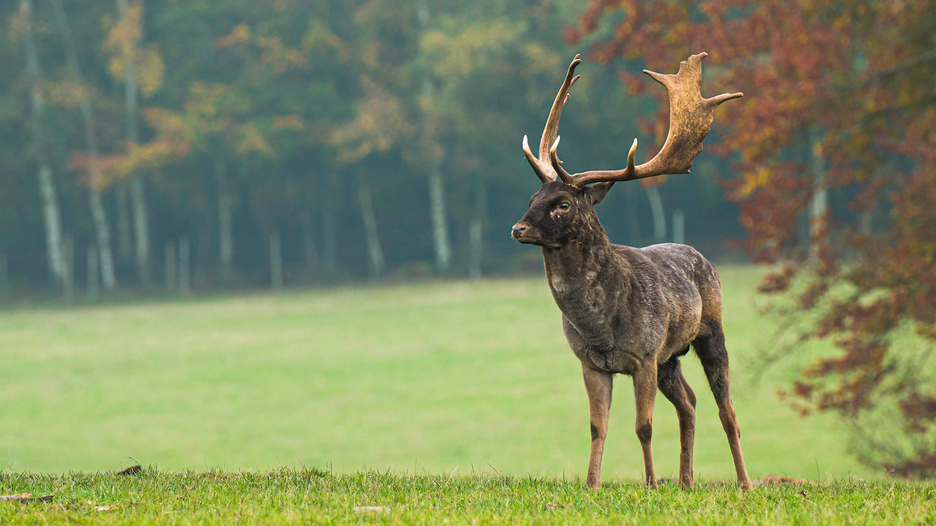A healthy and batlle scarred male fallow buck stands his ground to survey the area he commands.
