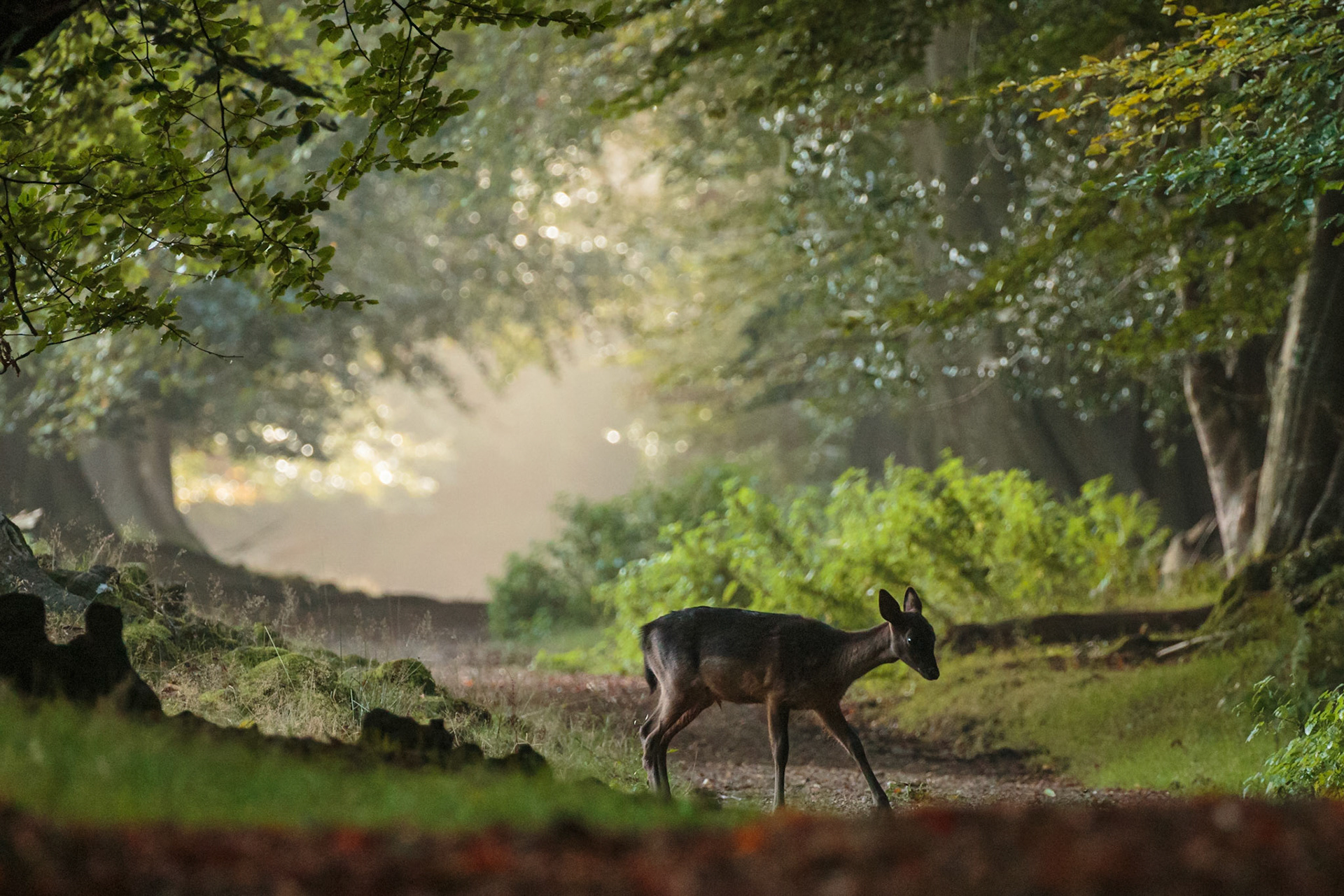 Early mornings present the smallest fallow deer adventuring the woodland pathways as the day gets started