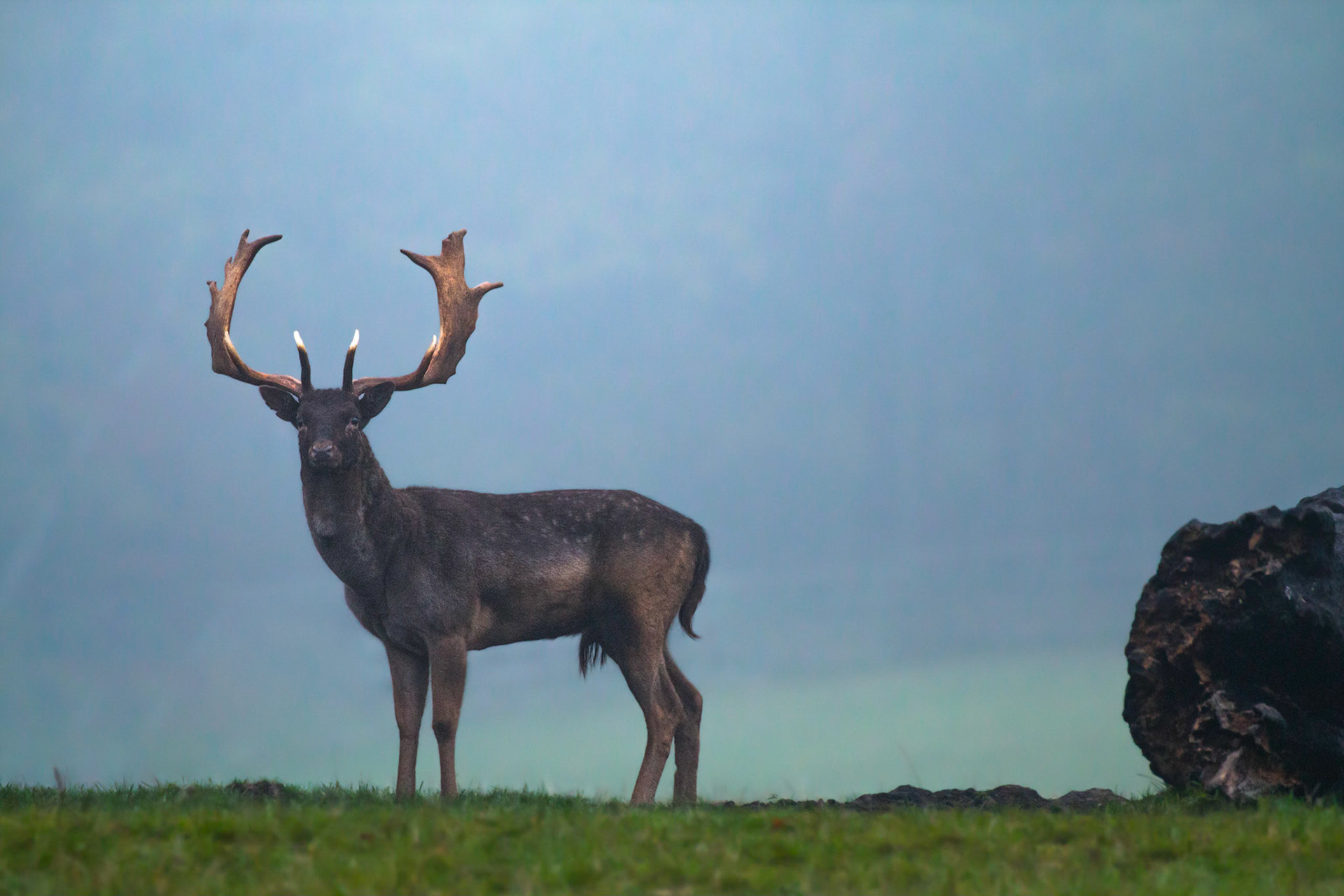 A well prepared fallow Buck claims his ground early in the morning to make first stance for the seasonal Rut.