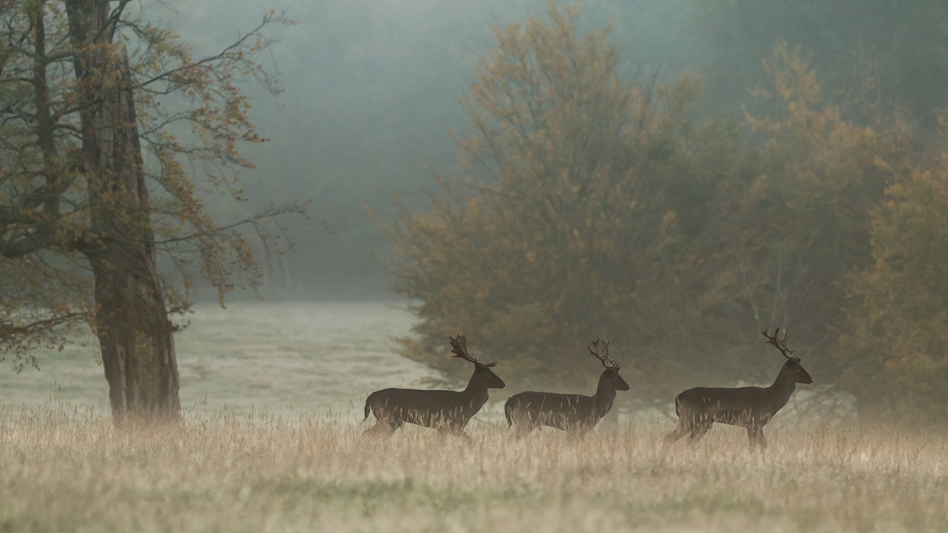 The rut has begun in the Chilterns woodlands. Competitors get startd just after sunrise when the challenging grounds ( called 'stands' ) are cooler and Bucks have rested from the previous days activities. These three young bucks travel together to parade the area but will likely lock antlers later in the day.