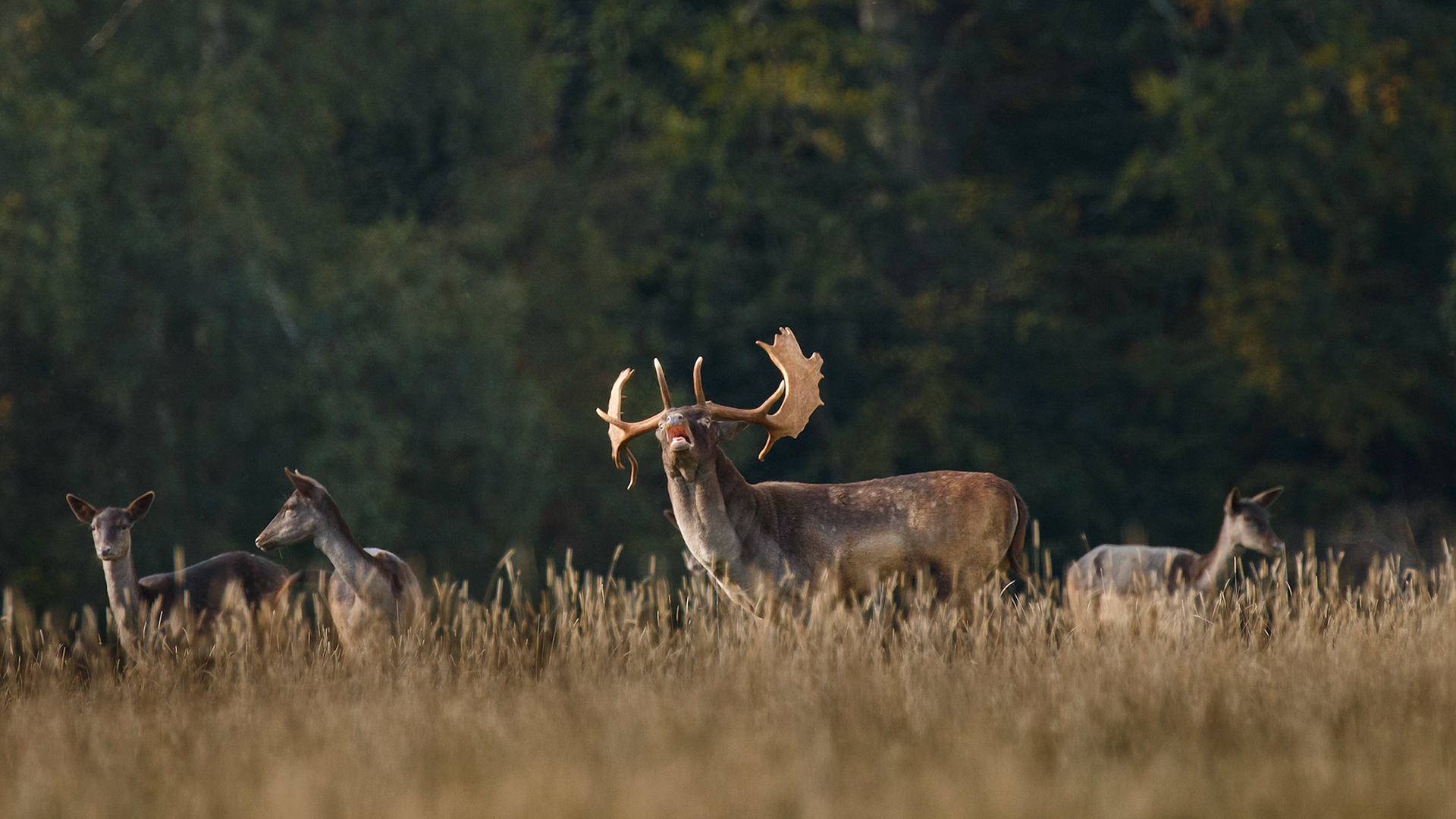 This is one of the more succesful Fallow Bucks participating in the Rut this season. He has managed to attract the attention of a few receptive Doe despite the less than melodic grunts emanating from his throat. The low gutteral hacks can be heard deep into the woodland and is apparently music to the ears of female Fallow deer and also male challengers that might join the Lek and want to battle on the stand and take his prizes.