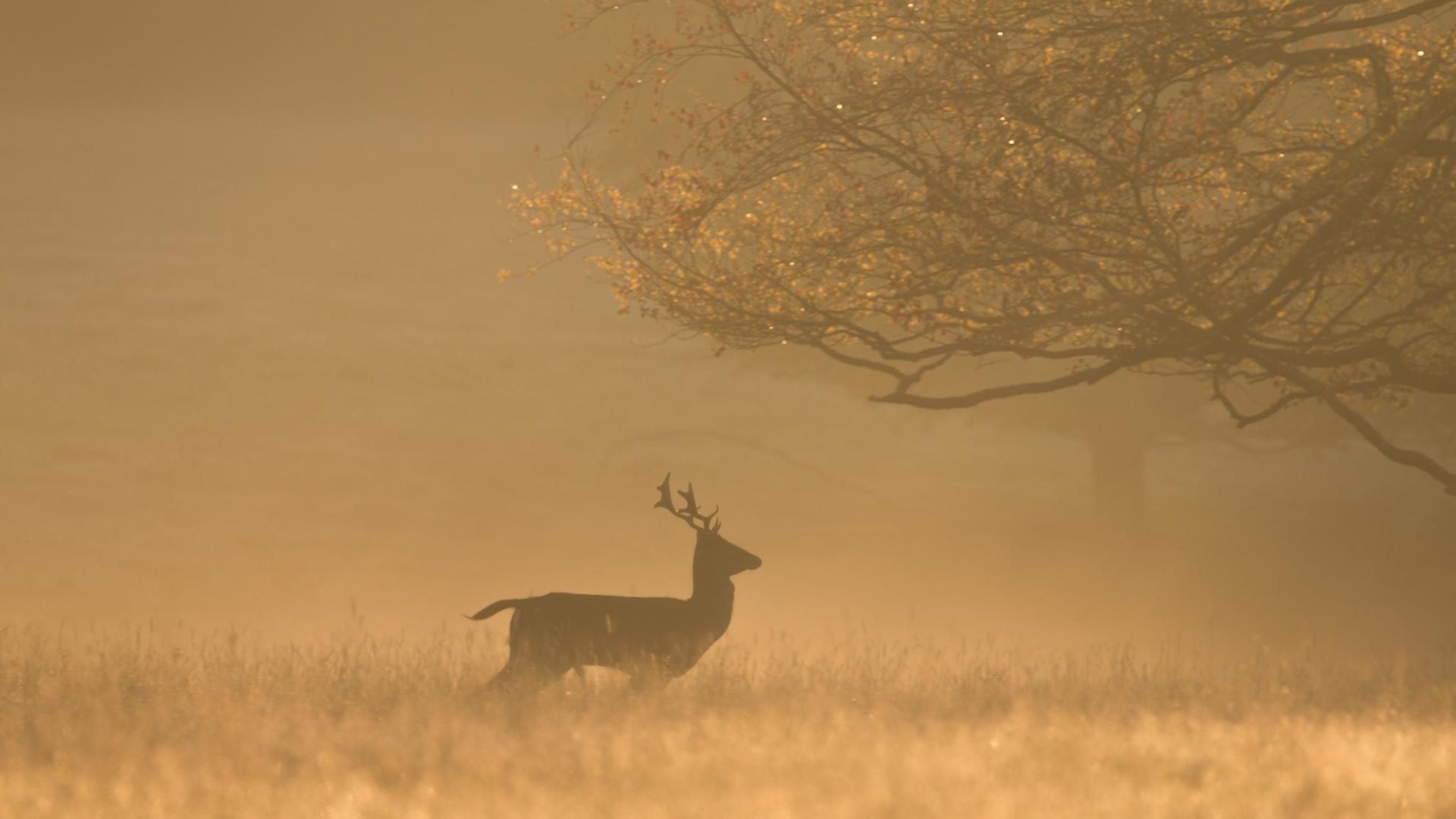 This season I arrived early morning just after sunrise to get in position for a day of observing the annual Deer Rut. Some young bucks were already parading the stand. I captured this one in a brisk spring across the open land. This accounts for the forward leaning stance. I imagine a child out of shot on the right slowly pulling his toy wooden deer on wheels across the scene in the mist.