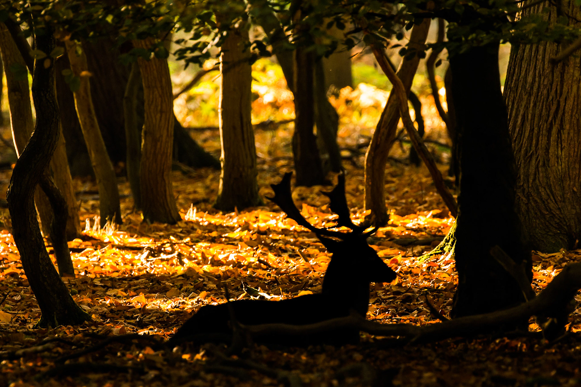 during the day most of rhte lone Bucks find a dark spot to rest up before the air cools. I may not have spotted this one if the backlight breach of sunlight hadn't cast him out.