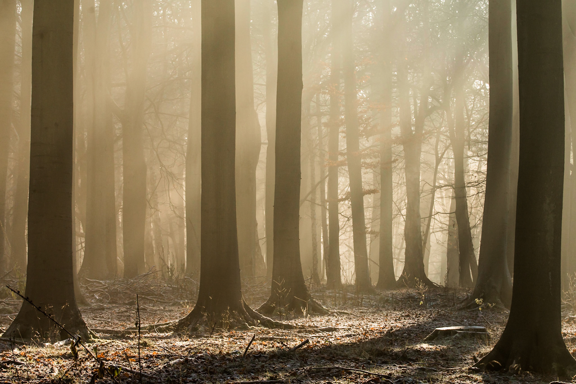 There is a short window  of time to capture the scene that unfolds as the first of the early suns rays bathes the crispy woodland floor. Frosted leaves crunch and curl as the ice gives way in a plume of slowly rising steam and shimmers into shafts of light.