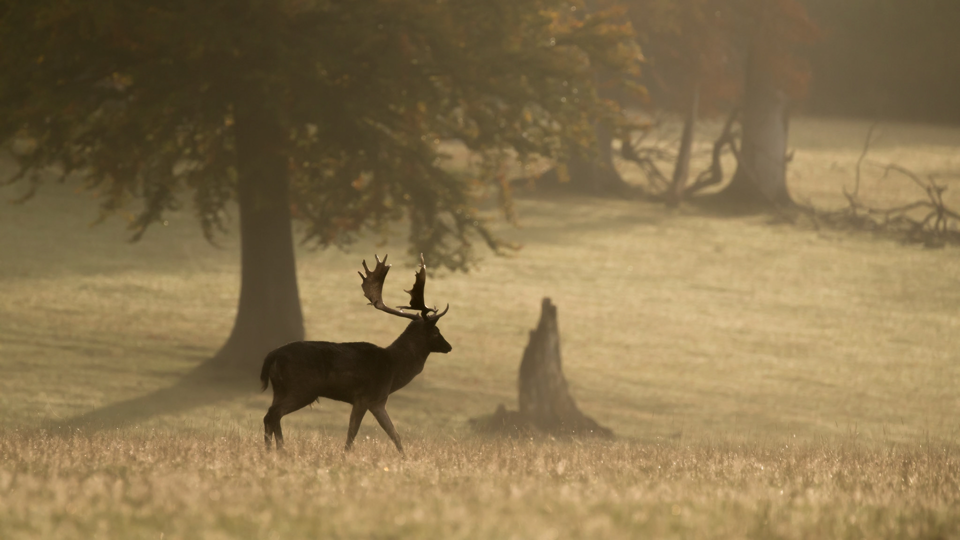 When shooting wildlife I try to encompass as much of the surrounding habitat as relevant to accentuate the mood and season of the creature habitat. For this capture I huddled next to a fallen tree from sunrise to see how the frosty morning would develop. It appears this is "patrol time" for the big fallow bucks who are preparing for the Rut later in the day.