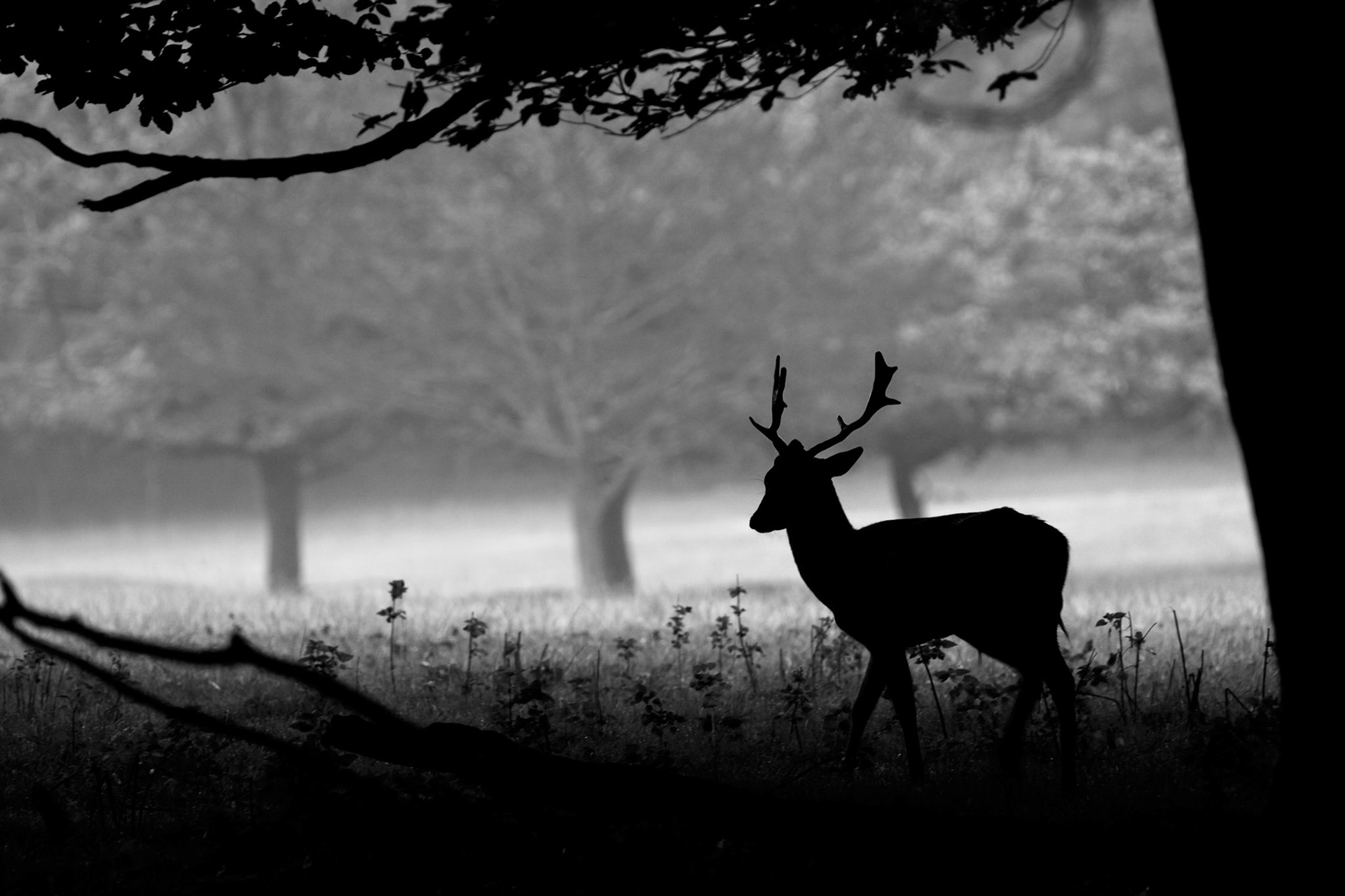 Deer Echo