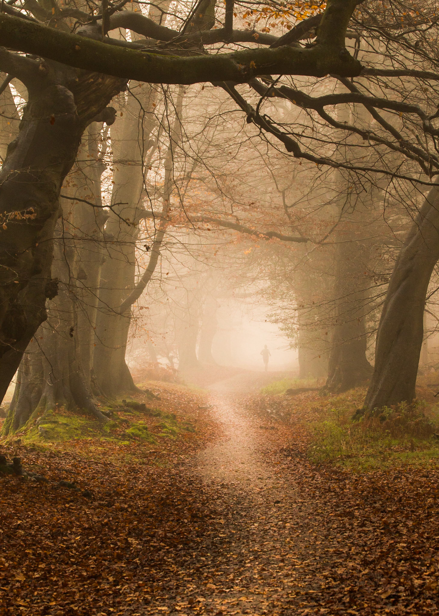 I'm more suited to sitting and looking than flinging myself around on cold foggy mornings in shorts and a vest. Carrying the lens and camera to location is exercise enough...