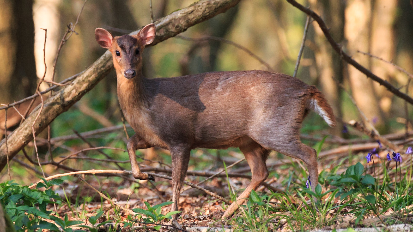 Often mistaken for dogs these shy solitary deer lie in wait until you almost stumble upon them. They can bound off at quite a pace revealing their tell tale white diamond tail markings and pronounce a warning bark louder than any dog I have heard. Spooked me many a time.