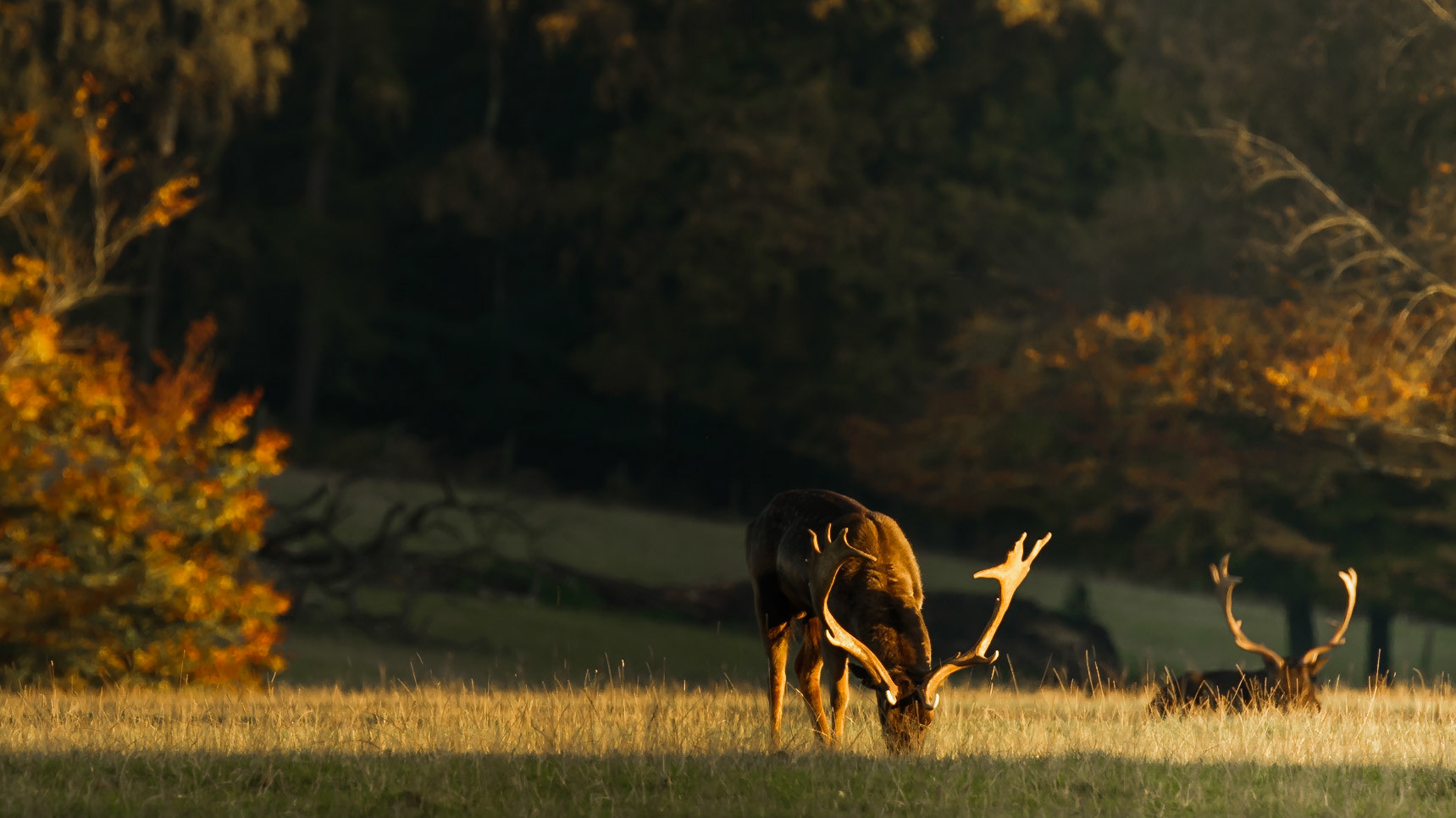 Last Light Grazing