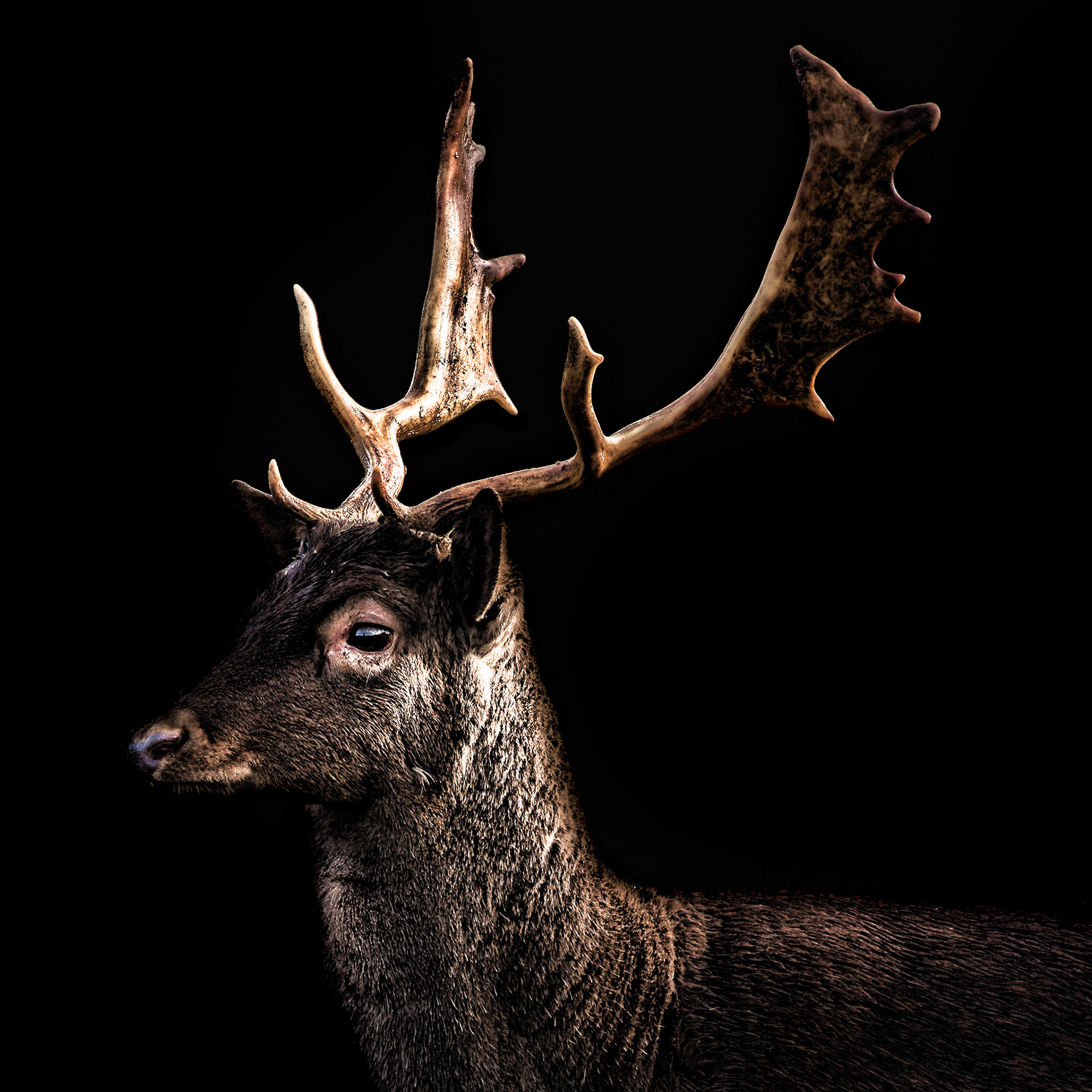 Buck on Black