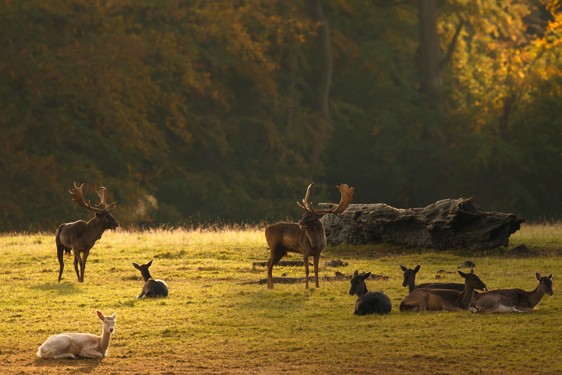 During the Rutting season the dominant Male Bucks attract and maintain female Doe by grunting repeatedly and battling challengers. This takes place in an annual arena called the "stand". Pumped up males can hold a Harem of does for hours at a time until mating takes place. In this scene there is a lull between battles and I imagine the Buck on the right is delivering his sales pitch to the adoring females while fending heckles from stage left. I love this spectator activity !