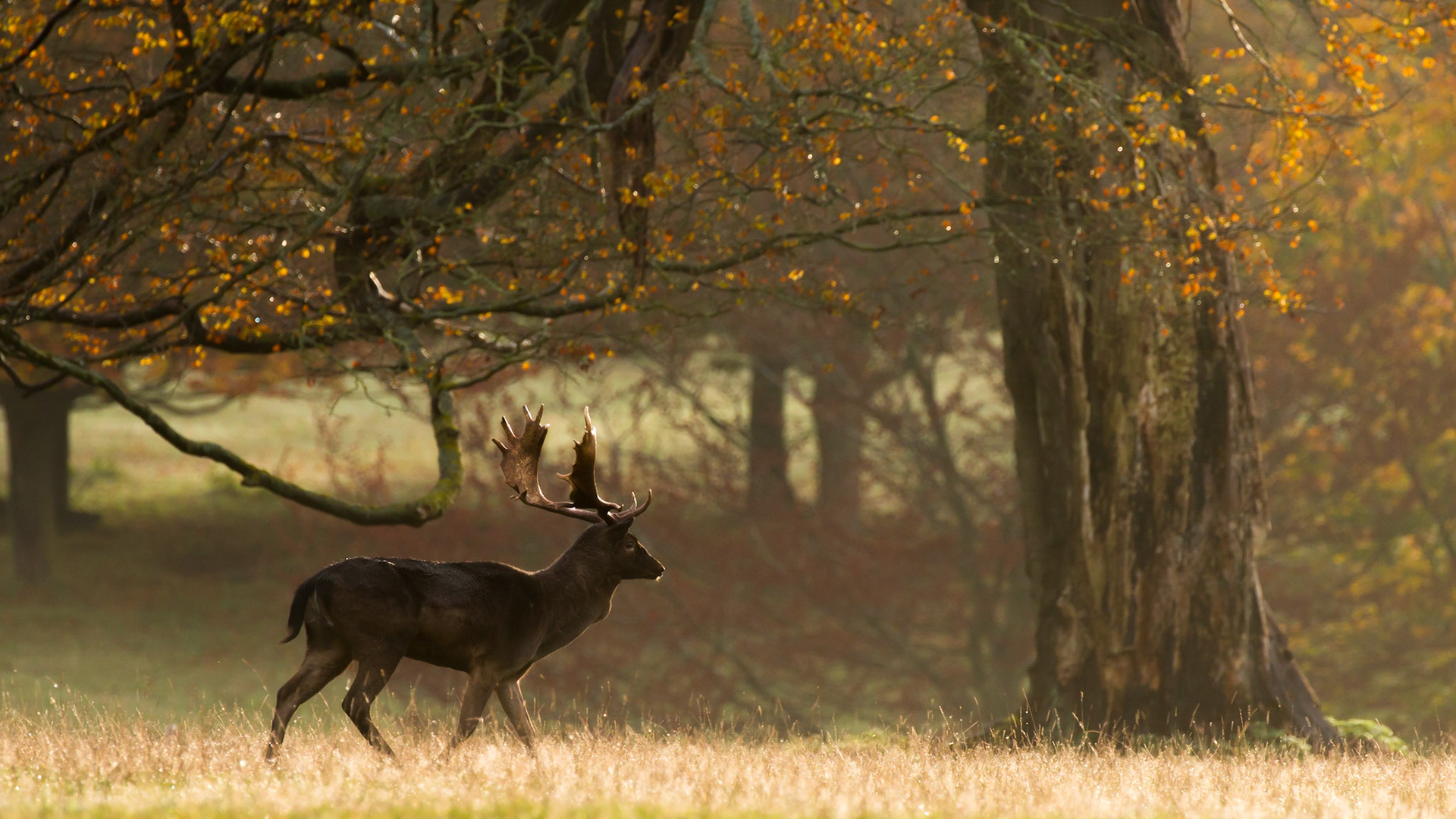 A Large Fallow Buck patrols the open areas of the woodland estate calling for Does during the rutting season
