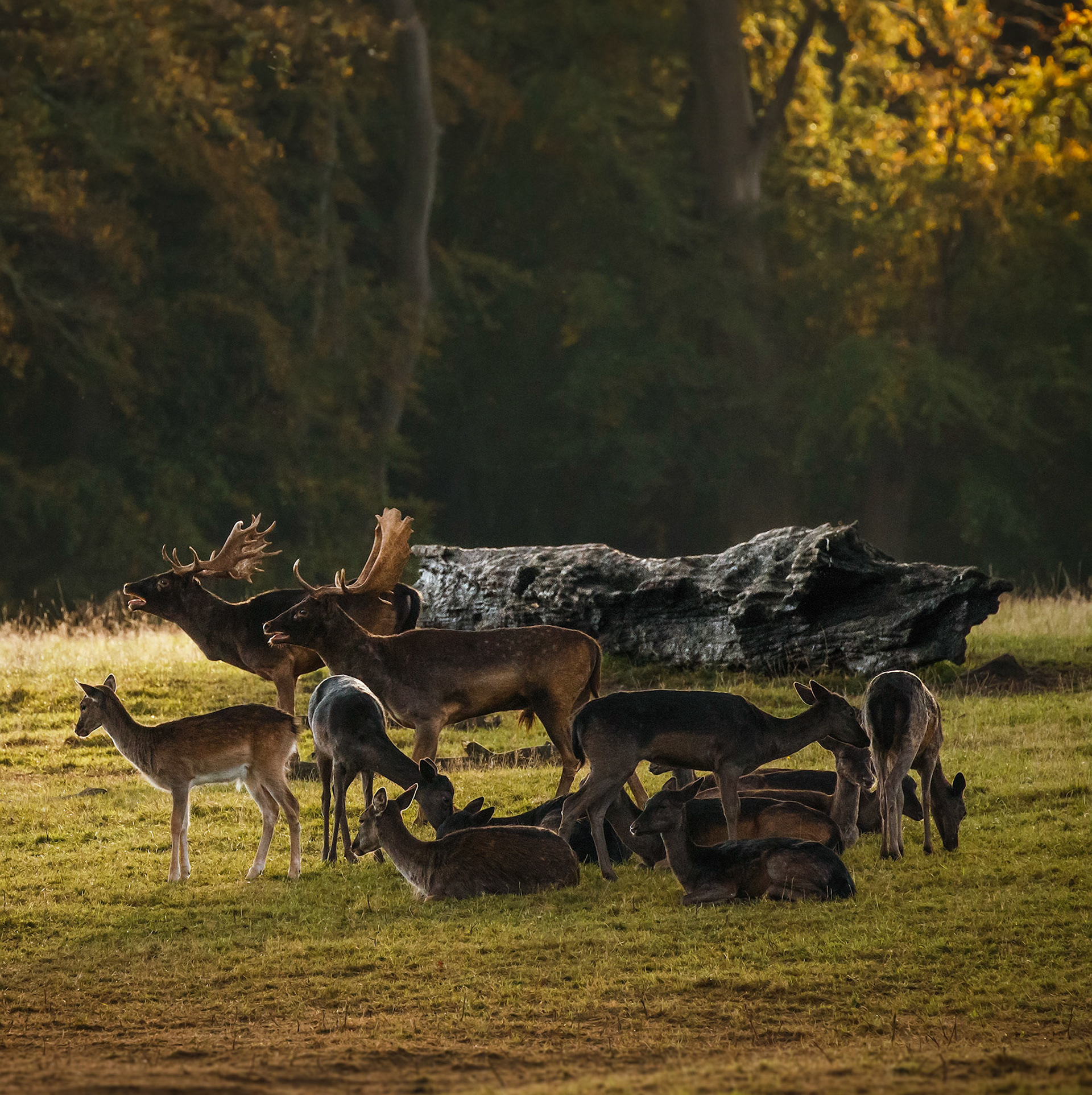 The two well matched Bucks parade in parallel to measure up for battle on the stand. A fine collection of Doe awaits the rutting contest