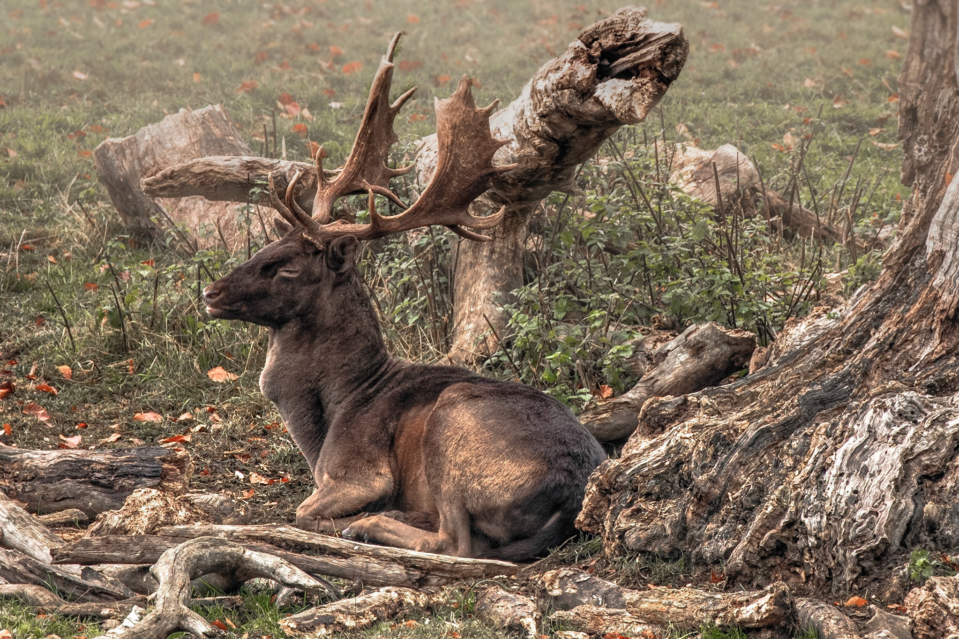 A Buck rests after a furious morning of rutting with nearby competitors.