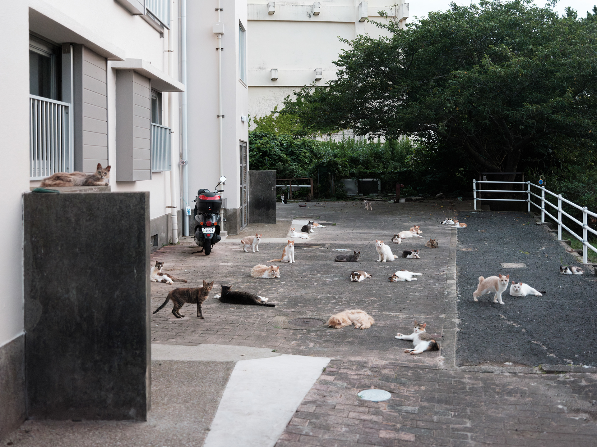 고양이와 마당
