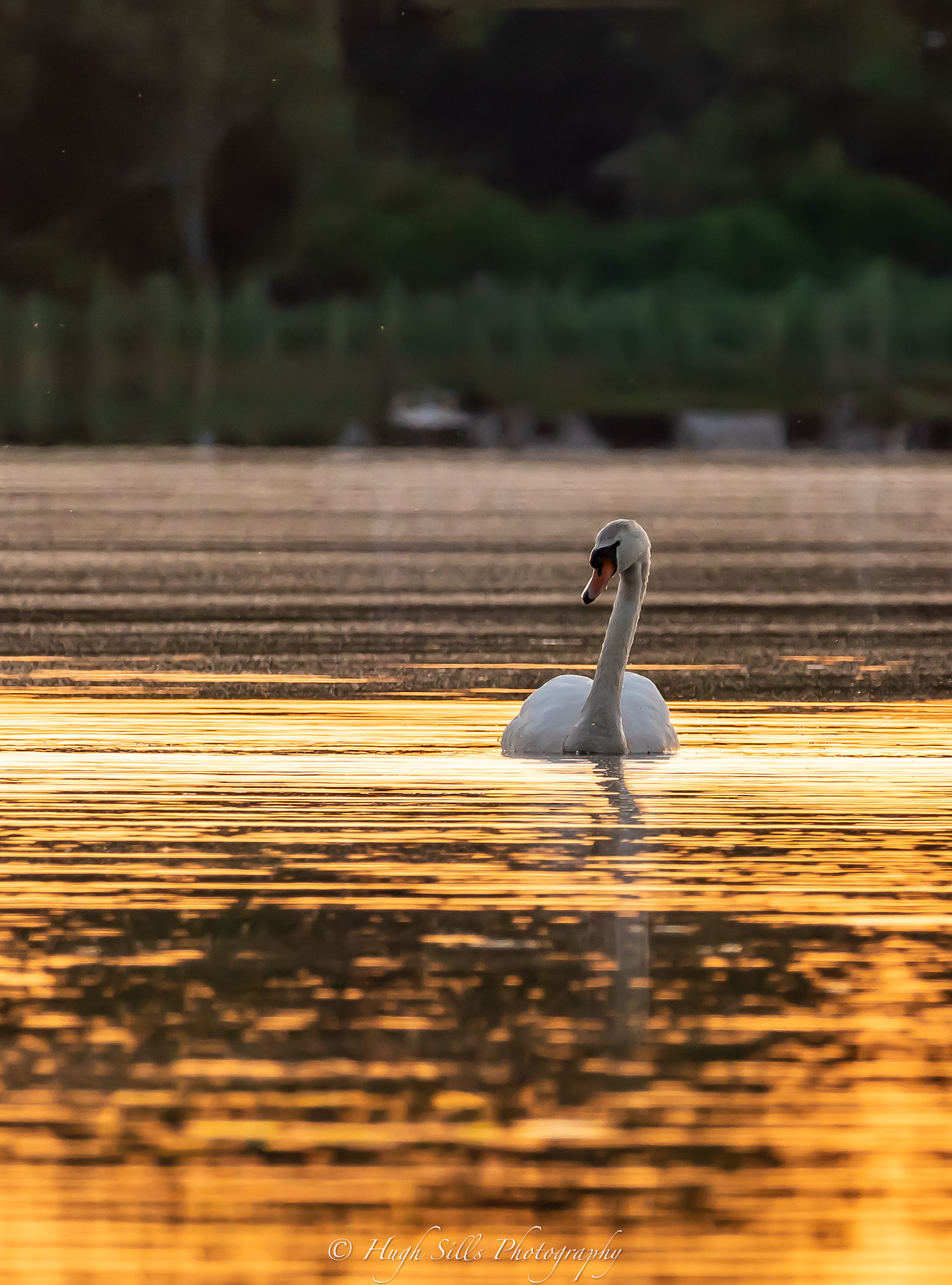 Solitary