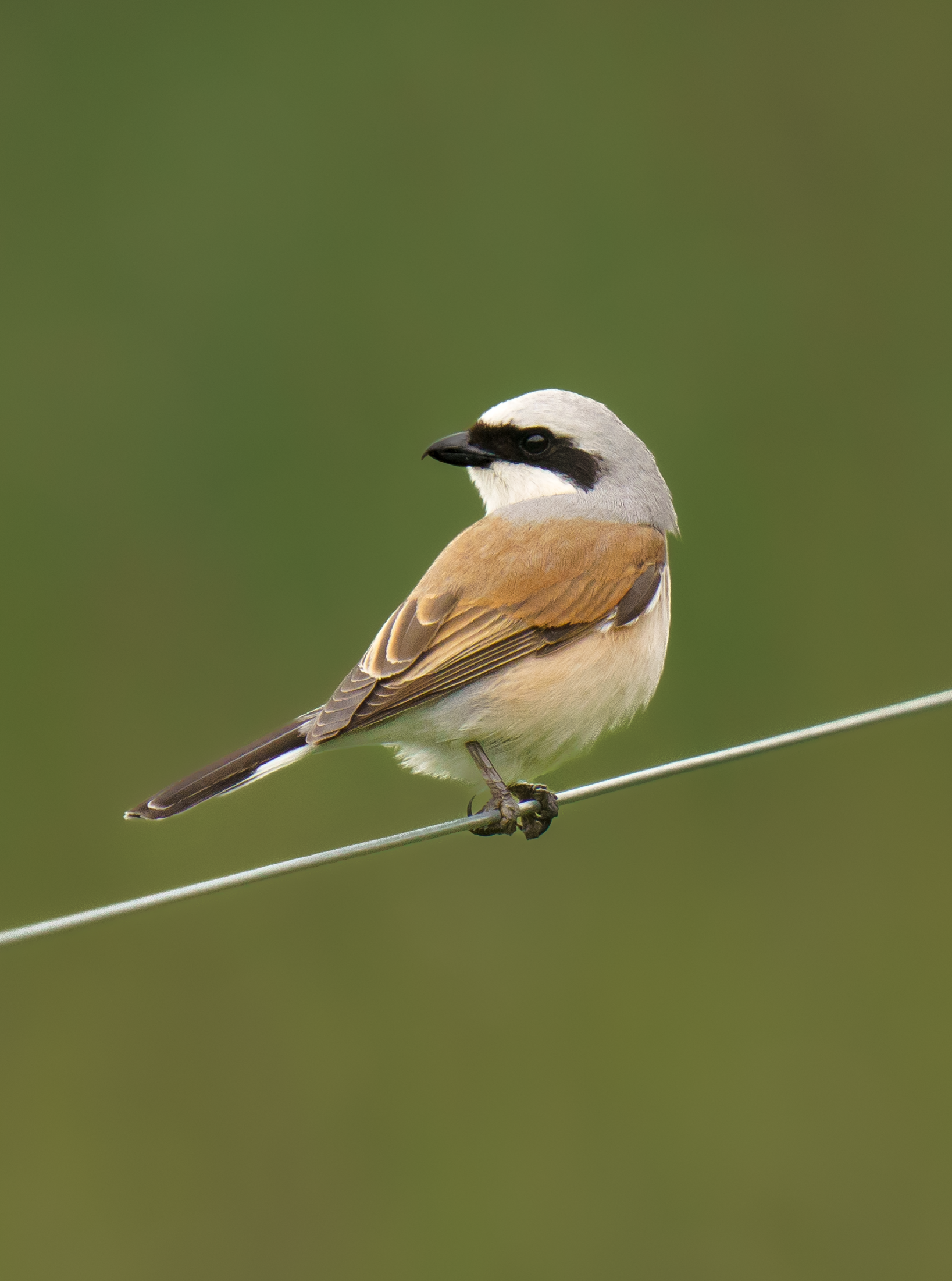 Rødrygget Tornskade