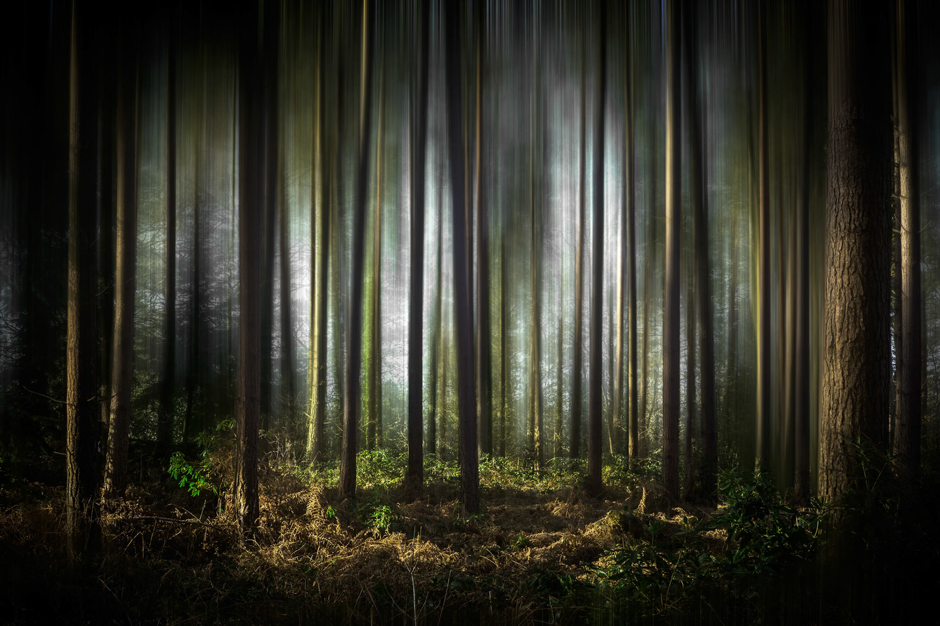 Second photo in my abstract landscape collection. A photo I've wanted to try for a while, but been looking for the right forest/trees to do so. I finally found a forest with the right trees for the shoot, and it's only 2 minutes from my office!Given the clear skies this morning I headed down just after sunrise and wasn't disappointing with the lovely golden light shining through the trees.