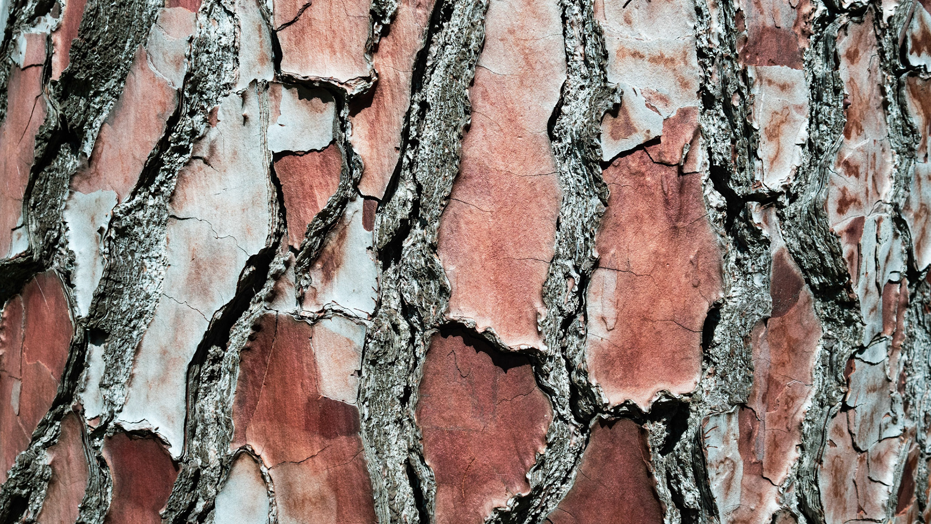 The bark and patterns